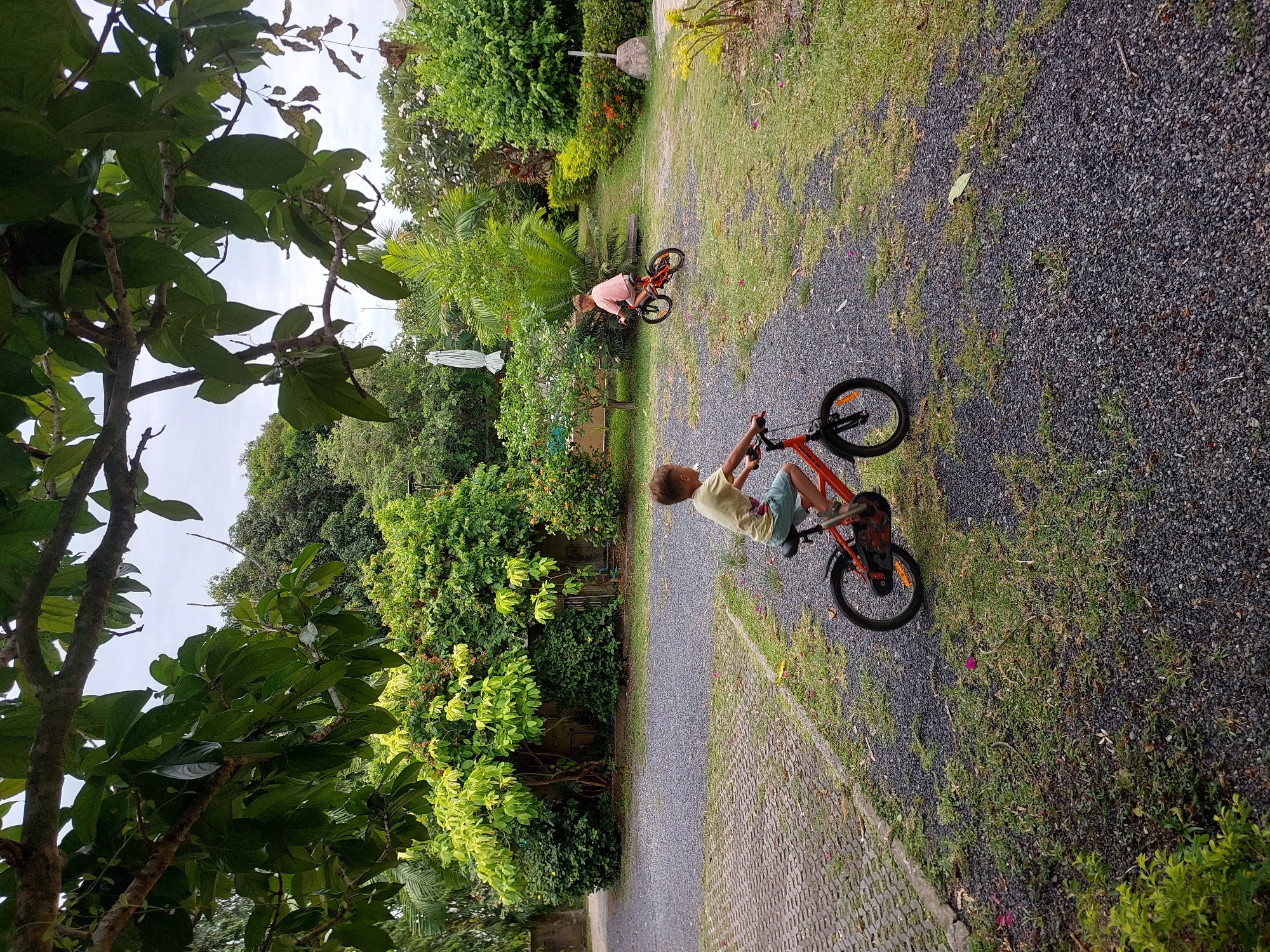 This is a media file featuring two young boys riding bicycles on a gravel and paved path surrounded by lush greenery. The scene appears to be set in a tropical environment, possibly a garden or a resort, given the dense foliage of palm trees, flowering bushes, and large-leafed plants. The weather seems overcast or it's late afternoon, as the light is soft and diffused.
In the foreground, one boy, wearing a light-colored t-shirt and blue shorts, is actively cycling on an orange bicycle. His body is angled, indicating movement, and he is looking forward. In the middle ground, another boy, dressed in a pink shirt, is also on a bicycle, which is partially obscured by trees. The bikes are child-sized, suggesting they are young children.
The path is a mixture of dark gravel and lighter paving stones. To the left of the path, a large tree with broad green leaves dominates the frame, its branches extending towards the viewer. The background is filled with various shades of green from the diverse plant life. There are no visible signs or text within the frame. The overall mood suggests a casual, outdoor activity, likely a moment of fun and recreation for the children in a peaceful, natural setting on Ko Samui.