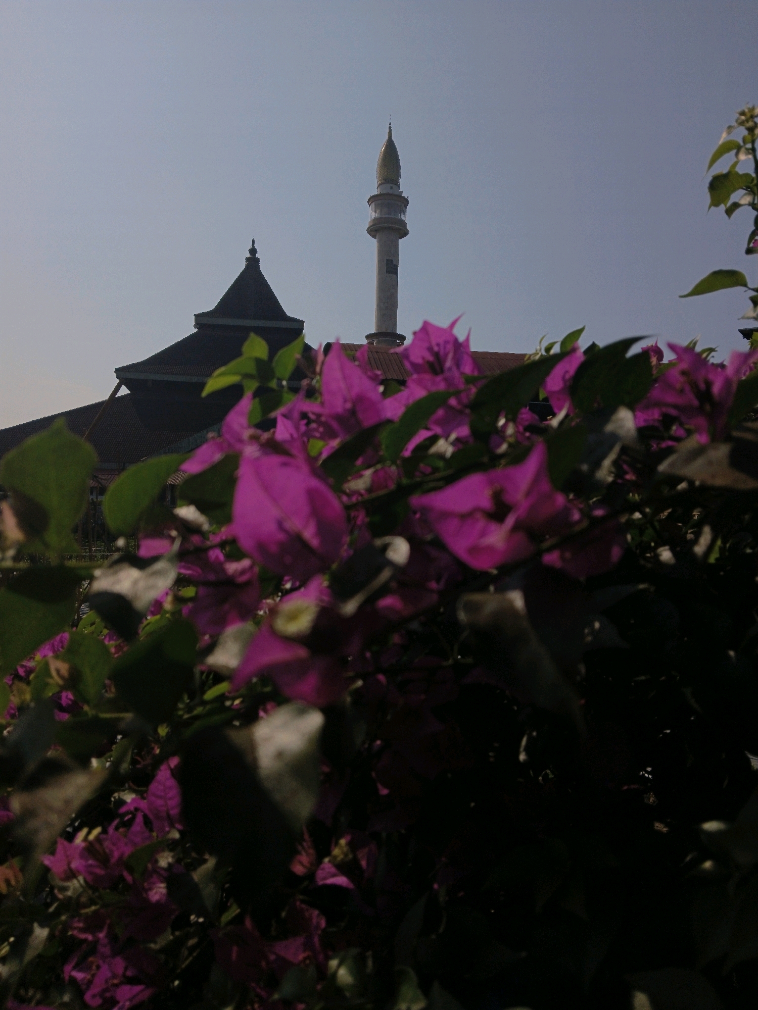 In the city of Sleman, Indonesia, a mosque with a tall, slender minaret stands against a clear sky. The minaret is topped with a golden dome. In the foreground, vibrant pink bougainvillea flowers and green leaves obscure the lower portion of the mosque, creating a sense of depth and framing the architectural subject. The lighting suggests it is daytime, with the sun casting a gentle light. The scene is devoid of any people or visible activity, presenting a tranquil and serene view.