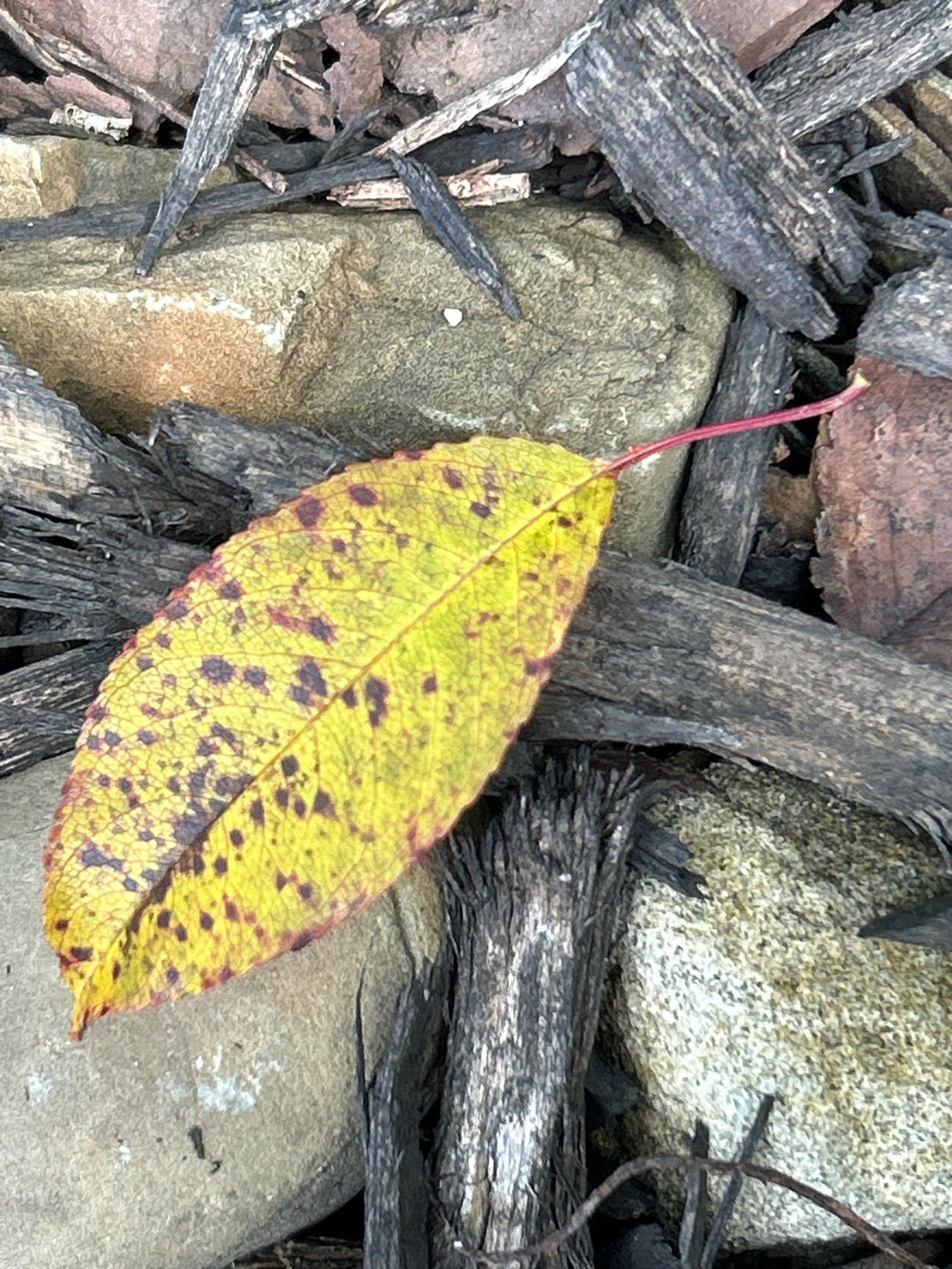 An overhead shot shows a single, yellow leaf with dark spots and a red stem lying on a bed of dark brown mulch and gray rocks. The leaf is positioned diagonally across the frame, with its stem pointing towards the upper right corner. The mulch is composed of rough, bark-like pieces. The rocks vary in size and texture, with some appearing smooth and others more jagged. The lighting suggests an outdoor setting, possibly in a garden or natural area. The image is sharp and well-focused, capturing the details of the leaf and its surroundings. No people or animals are visible in the image.