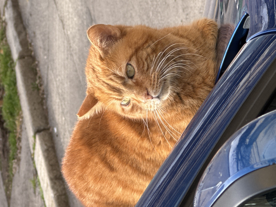 An orange tabby cat with green eyes and prominent white whiskers is depicted resting on the dark blue, reflective surface of a vehicle, possibly a car's roofline or trunk. The cat is facing left, with its body angled slightly away from the viewer. Its left ear shows a visible notch or tip. The background, blurred, reveals a paved asphalt or concrete street with a concrete curb and sparse green vegetation beyond, indicating an outdoor, urban or suburban environment. Bright sunlight illuminates the scene from the upper right, casting highlights on the cat's fur and the vehicle's paint. The exact location in the city of Unknown, Unknown is not discernable from the provided image.