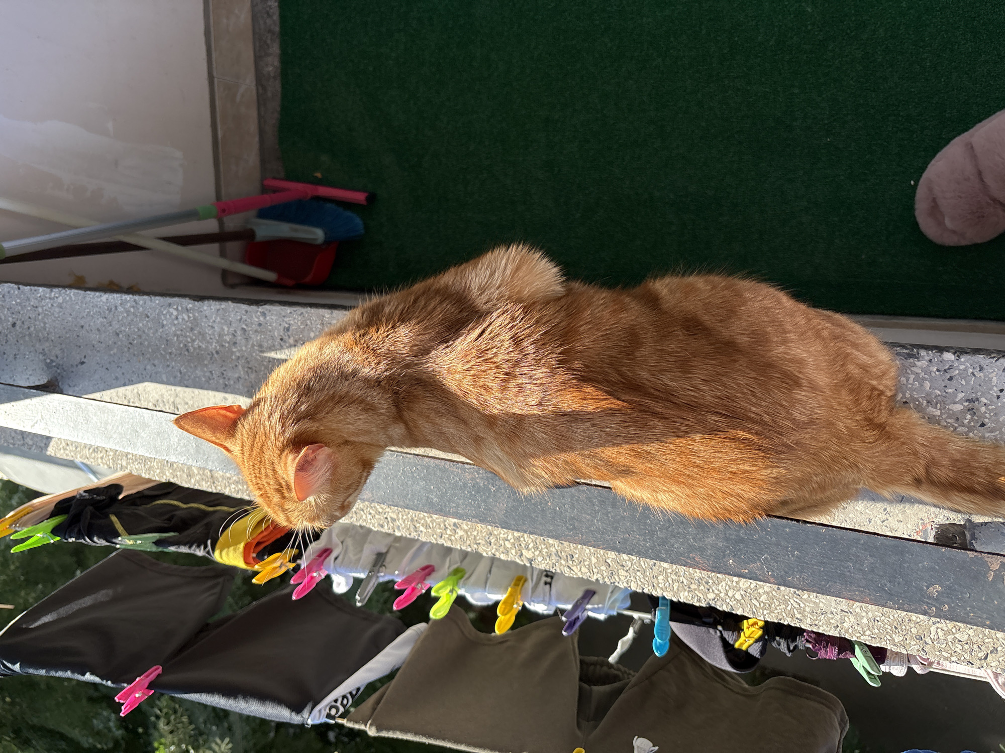 An orange cat is perched on a balcony railing, looking out at laundry hanging on a clothesline. The cat's back is to the camera, and its head is turned to the left. The laundry consists of various garments, held by colorful clothespins. In the background, a green artificial turf covers the balcony floor, and a set of cleaning tools, including a broom and dustpan, leans against a wall. The lighting suggests it is daytime, with sunlight casting shadows. The scene appears to be an outdoor residential setting.