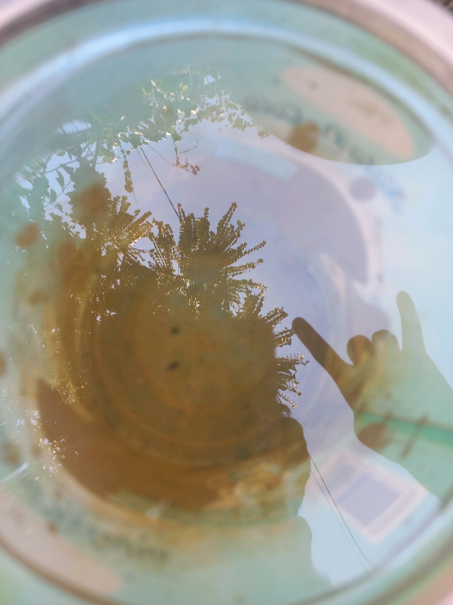 The image shows a reflection in a shallow body of water, likely a puddle or a container. In the reflection, we can see the leaves of a tree and the sky. A person's hand is also reflected, making a "rock on" or "devil horns" gesture. The environment appears to be outdoors, with the reflection suggesting it's daytime. The presence of the hand gesture and the reflection of greenery implies a casual outdoor setting. The specific location in Sukoharjo, Indonesia, cannot be determined from the visual information alone.