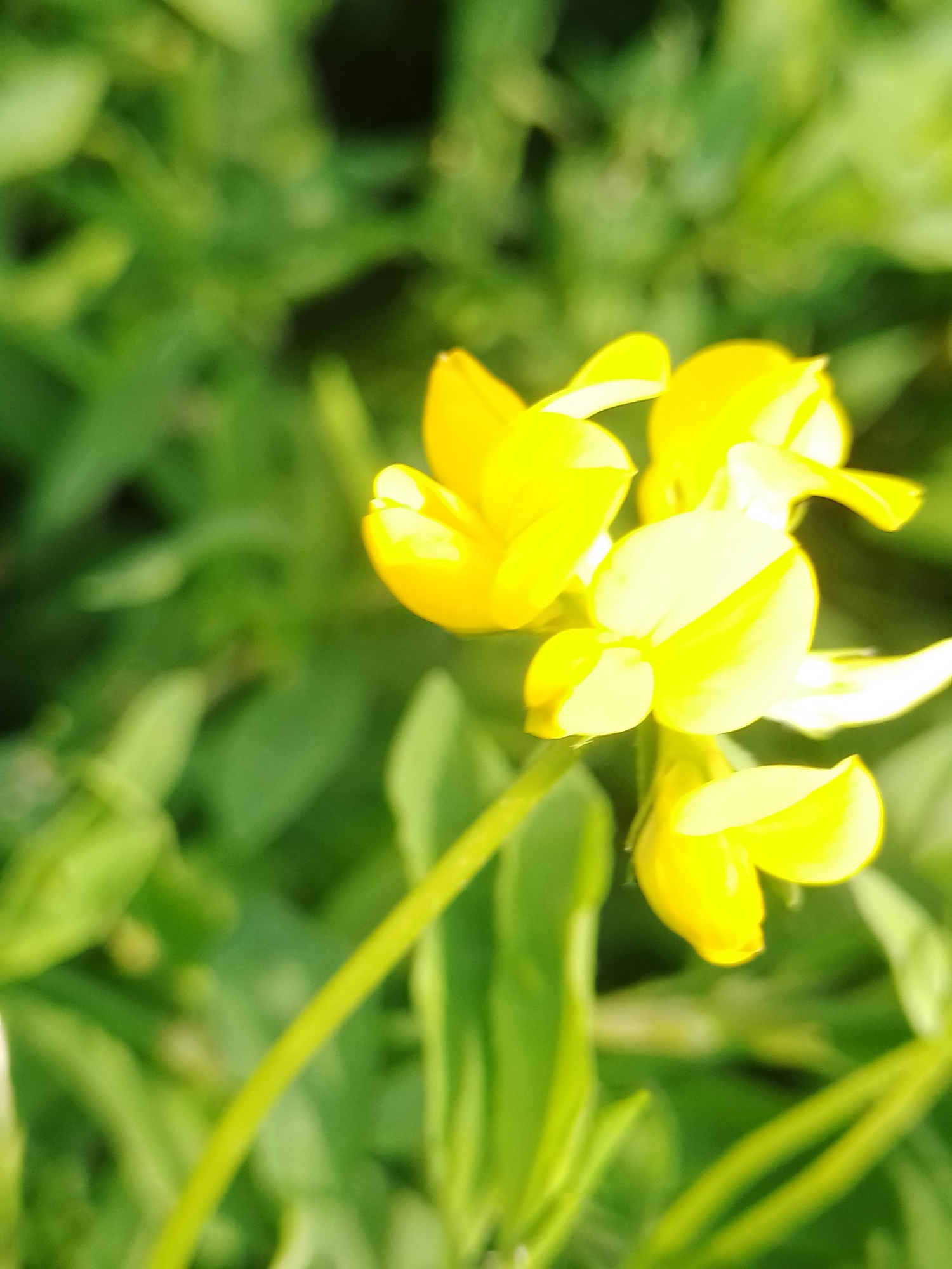 The image is a close-up, slightly blurred photograph of a cluster of bright yellow flowers against a green, out-of-focus background. The flowers appear to be a type of pea or legume, with characteristic petal shapes. The lighting suggests it is daytime, with sunlight illuminating the petals and creating highlights. There are no people or man-made objects visible in the image. The natural setting implies an outdoor environment, likely a field or garden. The location of Ustyvytsia, Ukraine, is not evident from the visual information alone.