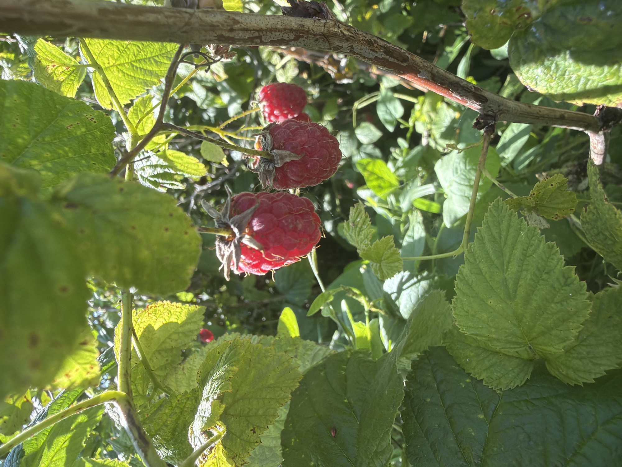 In Jalguba, Russia, a close-up shot focuses on ripe raspberries hanging from a branch on a sunny day. The berries are a vibrant red, with distinct drupelets visible, and some have dried sepals still attached. The surrounding foliage is lush and green, with large leaves creating a dappled effect from the sunlight. A thick, woody stem runs vertically on the right side of the frame, providing support for the raspberry plant. The background is a blur of green and light, suggesting a garden or natural setting.