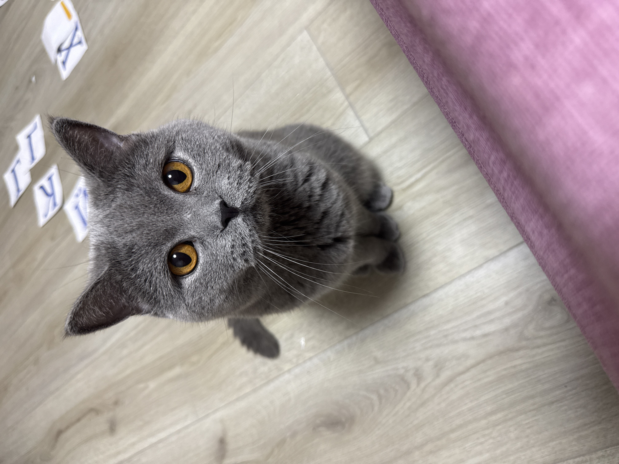 The image is a high-angle, medium shot of a British Shorthair cat with gray fur and bright orange eyes sitting on a light-colored wooden floor. The cat is facing the camera and appears to be looking directly at it. Its front paws are tucked under its chest, and its tail is curled around its body, partially visible. In the background, there are several white cards with blue letters scattered on the floor, possibly flashcards. To the right side of the frame, a portion of a pink-colored fabric, possibly a rug or blanket, is visible. The lighting in the image is natural and diffused, casting a soft shadow of the cat on the floor. The scene is indoors, in what appears to be a residential setting. The location of Odesa, Ukraine is not ascertainable from the provided image.
