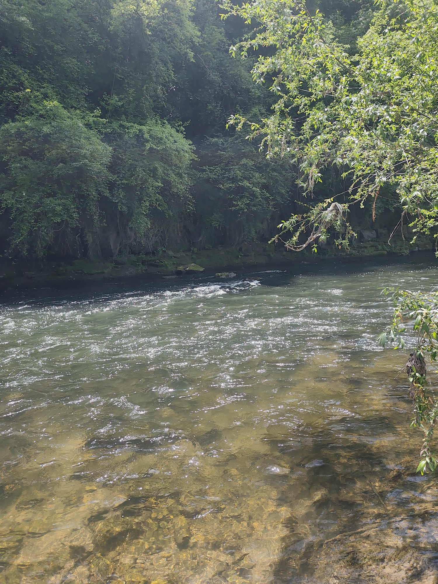 The image captures a flowing river bordered by dense greenery. The riverbed is visible in the foreground, revealing rocks and stones beneath the water. Sunlight reflects off the water's surface, creating a shimmering effect. Lush green trees and vegetation line the riverbanks, forming a natural barrier. The location is Unknown, Unknown. No people are visible in the image.