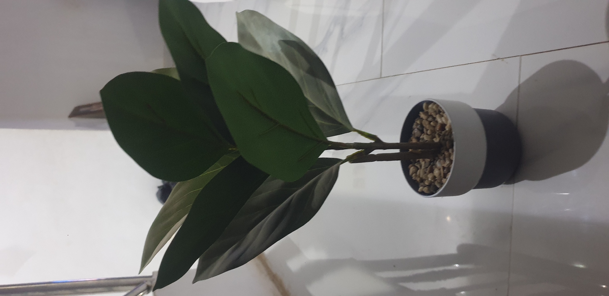 The image depicts a static, indoor scene featuring an artificial potted plant positioned on a light-colored, glossy tiled floor.
The central subject is a small artificial plant with multiple broad, dark green leaves. The leaves exhibit faint vein patterns and subtle variations in hue, with some appearing lighter due to lighting or their simulated underside. Two simulated brown stems emerge from the plant pot.
The plant is contained within a two-toned pot, with an upper light grey or white section and a lower dark grey or black section. The pot's top surface is filled with numerous small, irregularly shaped, light brown and beige pebbles, simulating a soil substrate.
The plant casts a distinct, elongated shadow to its lower right on the highly reflective tiled floor. The floor consists of large, light-colored tiles, likely white or off-white, with visible grout lines forming a grid pattern. Bright reflections of an unseen light source are visible on the glossy surface.
The background comprises a plain, light-colored wall, likely white. In the upper left quadrant, a vertical section of a metallic, silver-colored pole or railing is partially visible. In the upper right background, a narrow, dark, rectangular object, possibly a framed item, is visible against the wall. A small dark speck is present on the upper left wall.
No people, animals, or dynamic actions are depicted. The image contains no discernible details or markers to ascertain its specific geographical location in the city of Narayi, Nigeria, or any other region.