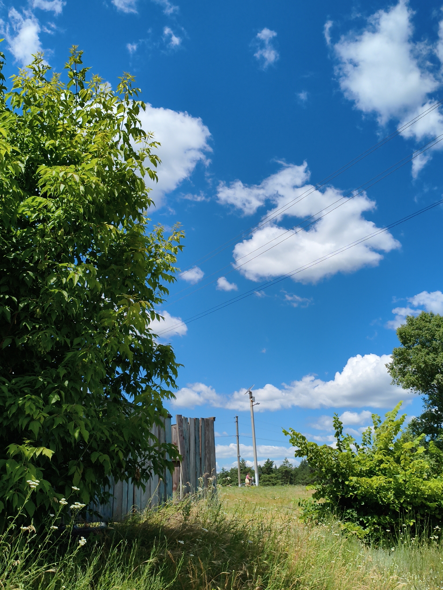 An eye-level, slightly angled medium shot captures a sunny day in a rural landscape with a bright blue sky dotted with fluffy white clouds. In the foreground, lush green foliage from trees and tall grass dominates the left and right sides of the frame. A weathered, light-blue wooden fence runs horizontally across the middle ground, partially obscured by the vegetation. Beyond the fence, a green field stretches towards a distant line of trees. Two utility poles with visible wires are present in the mid-ground, and a person on a bicycle is seen in the far distance, further into the field. The overall impression is one of a serene, natural setting under a clear sky.