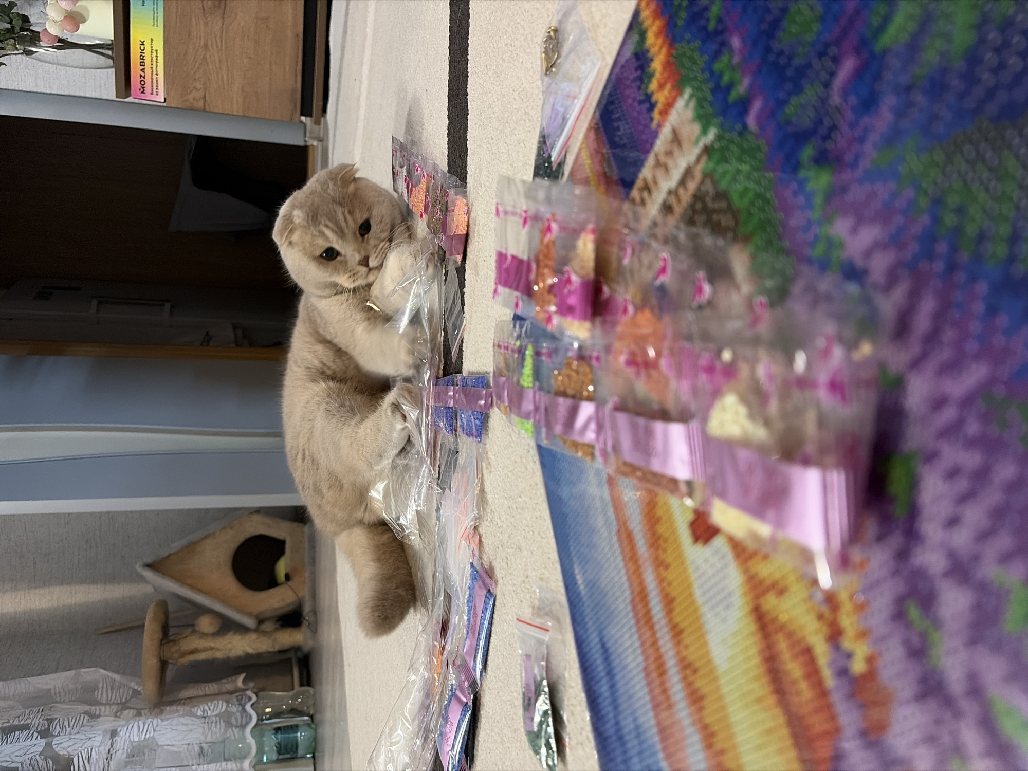 A Scottish Fold cat is sitting next to a diamond painting kit. The cat is light tan in color and is facing the left of the image. The diamond painting kit is on the floor and there are many small bags of diamonds next to it. The location is the city of Chaikovsky, Russia. In the background is a cat tree and some shelving.