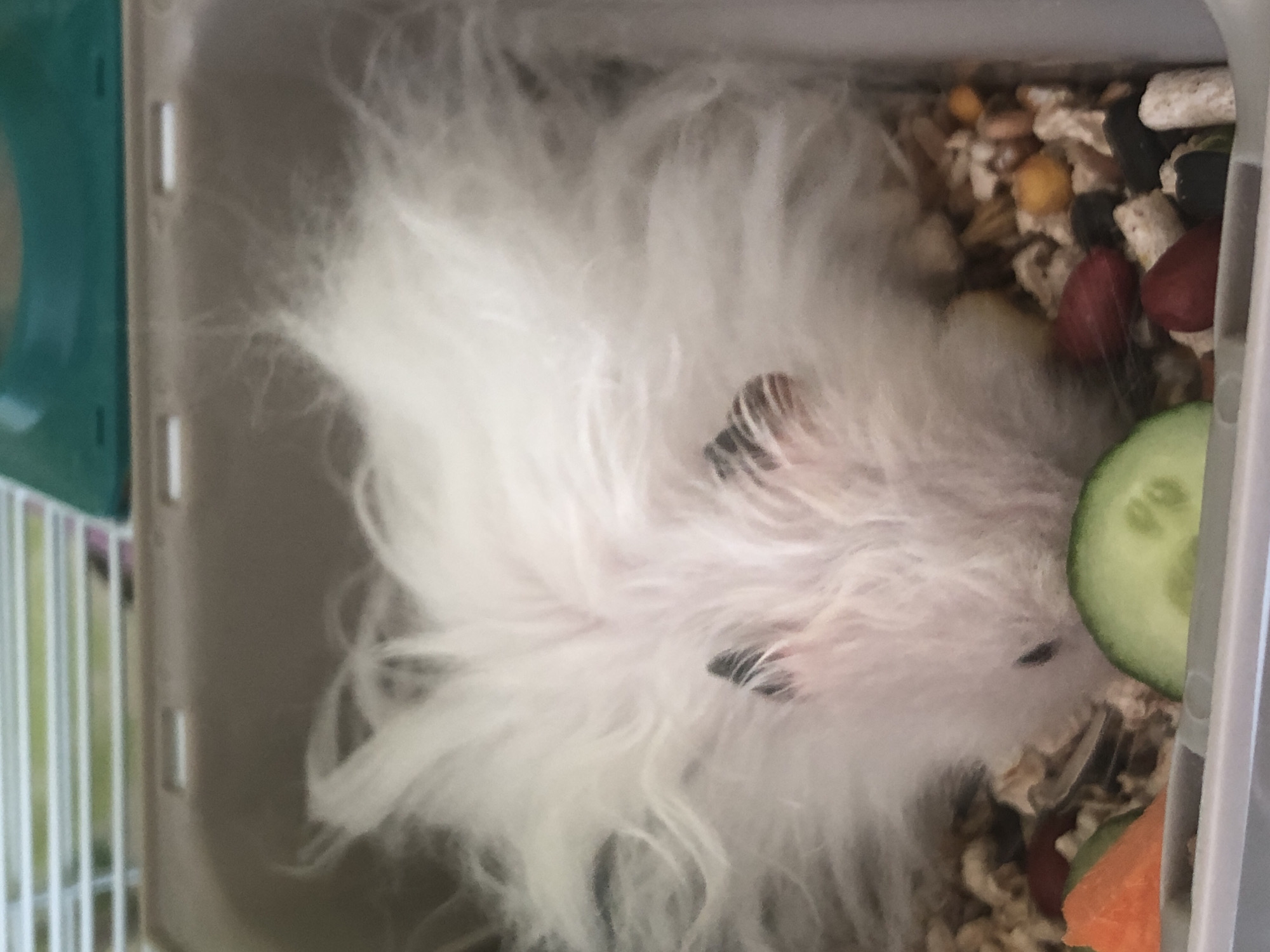 A white, fluffy hamster is lying on its back in a cage filled with bedding and food. Its paws are visible, as is a slice of cucumber and some carrot in front of it. The hamster's eyes are closed, and it appears to be sleeping or resting. The cage is made of plastic and has a white grating on top. There is no information available about the location of this image within the city of Solikamsk, Russia.
