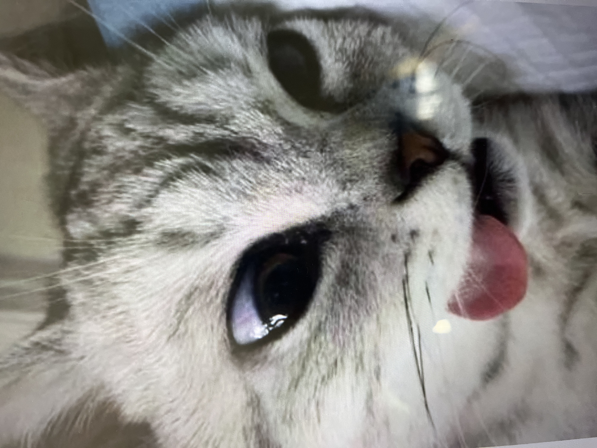 This is a close-up, blurry photograph of a cat's face, taken from a slightly low angle. The cat is light gray with darker tabby markings on its forehead and cheeks. Its eyes are large and dark, with one eye appearing to have a purple reflection. The cat's tongue is sticking out, and its mouth is slightly open. The background is out of focus and appears to be a light-colored, possibly blue or white, soft surface. There are some light reflections and glare on the image, suggesting it may have been taken of a screen or a glossy surface.