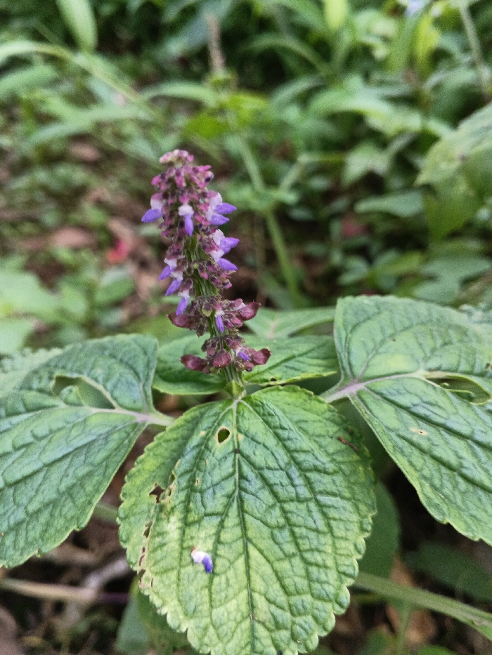 The image presents a detailed close-up of a flowering plant in Mianyang, China. The central subject is an upright floral spike, approximately 8-10 cm in height, densely packed with numerous small, bicolored flowers. These flowers exhibit light purple hues on their upper petals, transitioning to a reddish-brown at their base and calyces. Below the inflorescence, several prominent green leaves are visible, characterized by their ovate shape, distinct reticulate venation, and textured, somewhat wrinkled surfaces with serrated margins. Evidence of minor insect damage, specifically small holes and chewed edges, is present on some leaves. A single detached purple petal rests on one of the lower leaves. The background consists of blurred, out-of-focus green foliage, suggesting a natural, outdoor environment. No human subjects or man-made structures are depicted.