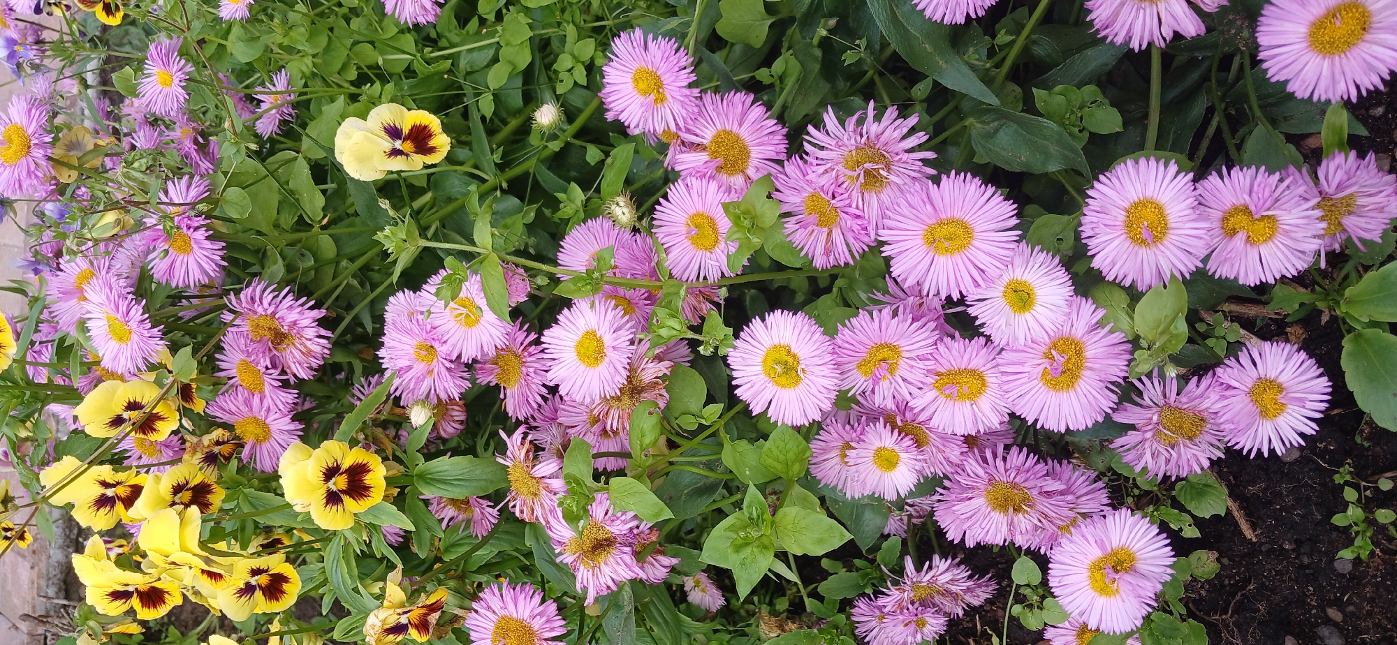The image shows a dense planting of flowers, primarily featuring pink daisy-like flowers with yellow centers and some yellow pansies with dark maroon markings. The flowers are tightly packed, creating a textured and colorful display. Green foliage is interspersed throughout the arrangement. The ground beneath the flowers appears to be soil with a few small green sprouts. The lighting suggests an outdoor, daytime scene. This scene is located in the city of Zlatoust, Russia.