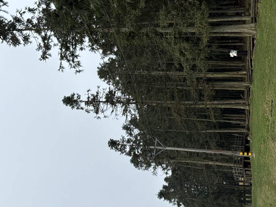 This image depicts a forest landscape in Wulong District, China, under an overcast sky. The foreground features a green grassy slope. In the midground and background, a dense formation of tall, slender coniferous trees with dark green foliage extends horizontally across the frame. A wooden utility pole with a triangular crossbar and insulators stands on the left side of the frame, emerging from the grassy area; its base is marked with black and yellow stripes. Overhead wires are visible spanning horizontally between the trees. A raised wooden walkway system runs along the base of the tree line. One individual is positioned on this wooden walkway in the mid-right, wearing a light-colored top and dark lower garments, facing away from the viewer.