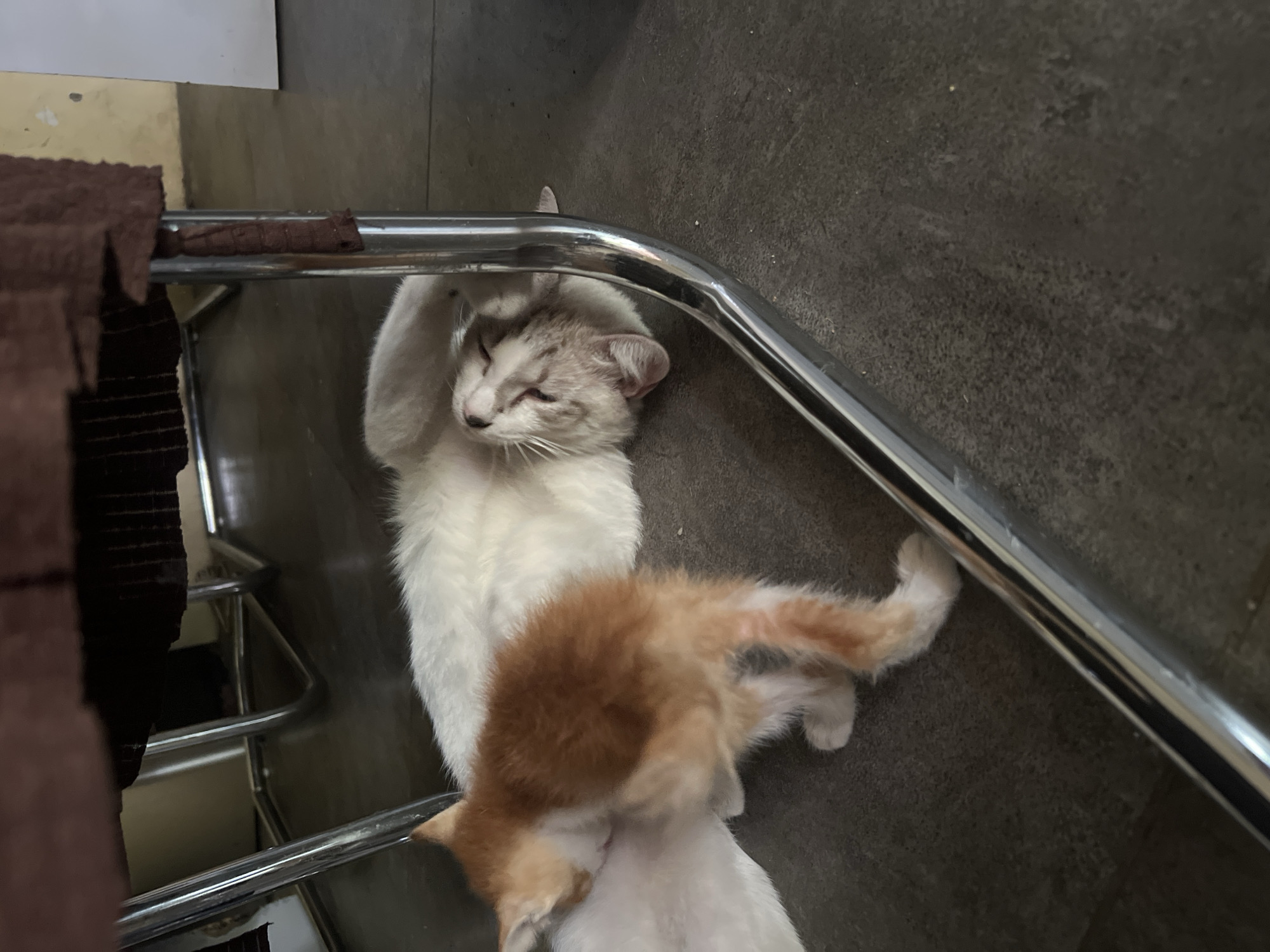 In Klapanunggal, Indonesia, an adult white cat with gray markings is sleeping on a dark gray floor beneath a brown upholstered chair with metal legs. Next to the adult cat, a small orange and white kitten is nestled against it, possibly nursing or resting. The kitten has its head turned away from the camera, and its body is positioned towards the adult cat. The environment appears to be indoors, with the chair and the floor being the dominant visible elements.