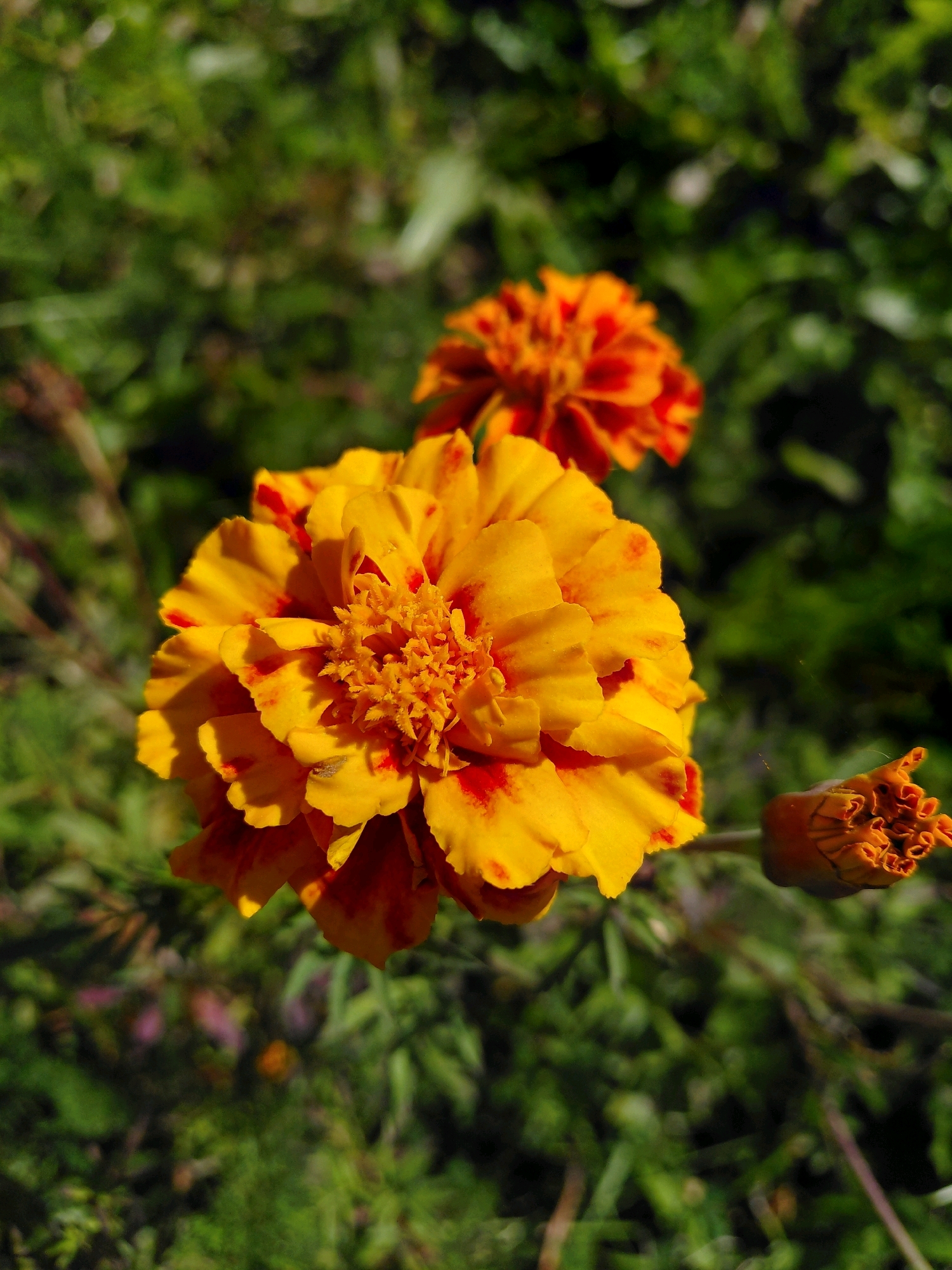 An extreme close-up shot captures three marigold flowers in various stages of bloom, set against a blurred green background. The primary focus is a large, fully bloomed marigold flower in the foreground, its petals a vibrant mix of yellow and streaks of deep red. The center of this flower is a dense cluster of smaller, intricate petals. To the left and slightly behind it, another fully bloomed marigold is visible, mostly out of focus but displaying similar yellow and red coloration. To the right of the main flower, a marigold bud is in the process of opening, its tightly furled petals a striking orange hue. The overall environment appears to be an outdoor setting, likely a garden or park, with the soft green foliage suggesting a natural environment. The lighting suggests a sunny day, with shadows cast on the petals of the main flower. There are no people or animals visible in the image. The scene does not provide any specific information to pinpoint its location within the city of Malinovka, Russia; it depicts a general natural setting.