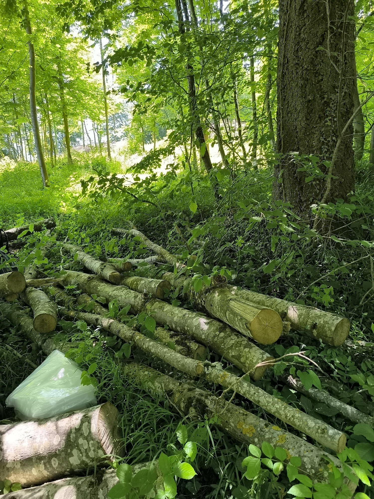 The image depicts a forested area near Chaponnay, France. Several logs are lying on the ground amongst lush green foliage, with a large tree trunk visible on the right side of the frame. A translucent plastic bag rests on top of one of the logs. The background shows more trees, indicating a dense forest environment. The scene is bathed in sunlight filtering through the canopy.