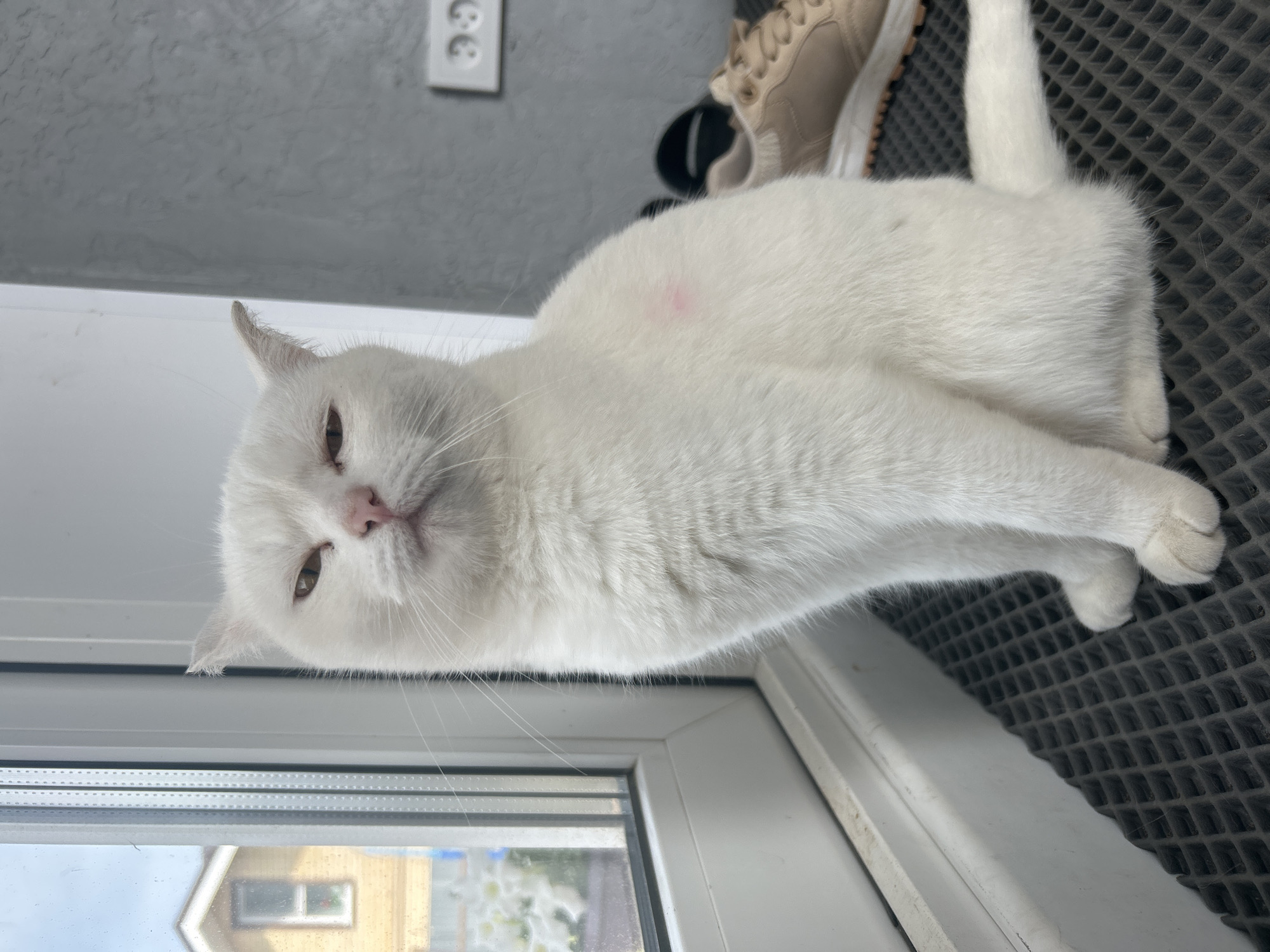 A white cat lies on a window sill. Outside, a two-story building is visible through the window. In the background, a beige shoe rests on a dark grey, cross-hatched surface. A white electrical outlet is mounted on a gray wall. The location is Chaikovsky, Russia.