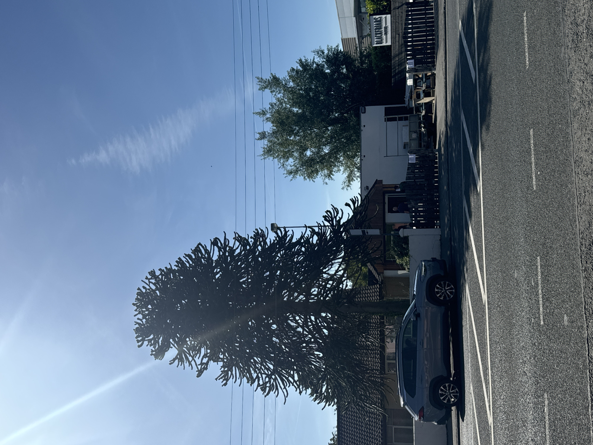 The image captures a view of a street in Waterford, Ireland, on a sunny day. In the foreground, a grey SUV is parked on the left side of the road. The road itself has white lane markings. Behind the car and to the left, a large, distinctive Araucaria tree, also known as a monkey puzzle tree, stands prominently. To the right of the tree, a building with a tiled roof is visible. Further to the right, a smaller building with a white facade and a wooden fence in front of it is present, with some outdoor seating or tables visible behind the fence. A sign that reads "BLACKFRIARS COFFEE" is mounted on the right side of this area. In the background, a leafy green tree is situated between the buildings, and the sky is clear blue with some wispy white clouds and a faint contrail. Power lines are visible stretching across the upper portion of the image. There are no discernible people actively engaged in any particular actions, though a few figures can be seen near the entrance of the smaller building.