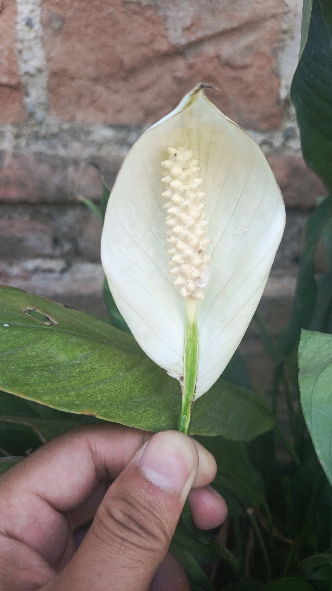 In Bajang, Indonesia, a person's hand, with visible fingernails and skin texture, gently holds a large, white peace lily flower. The flower features a prominent, cream-colored spadix surrounded by a white spathe, which is slightly curved inwards. The green stem of the flower is visible, emerging from a broad, dark green leaf in the foreground. In the background, a textured brick wall displays a pattern of reddish-brown bricks.