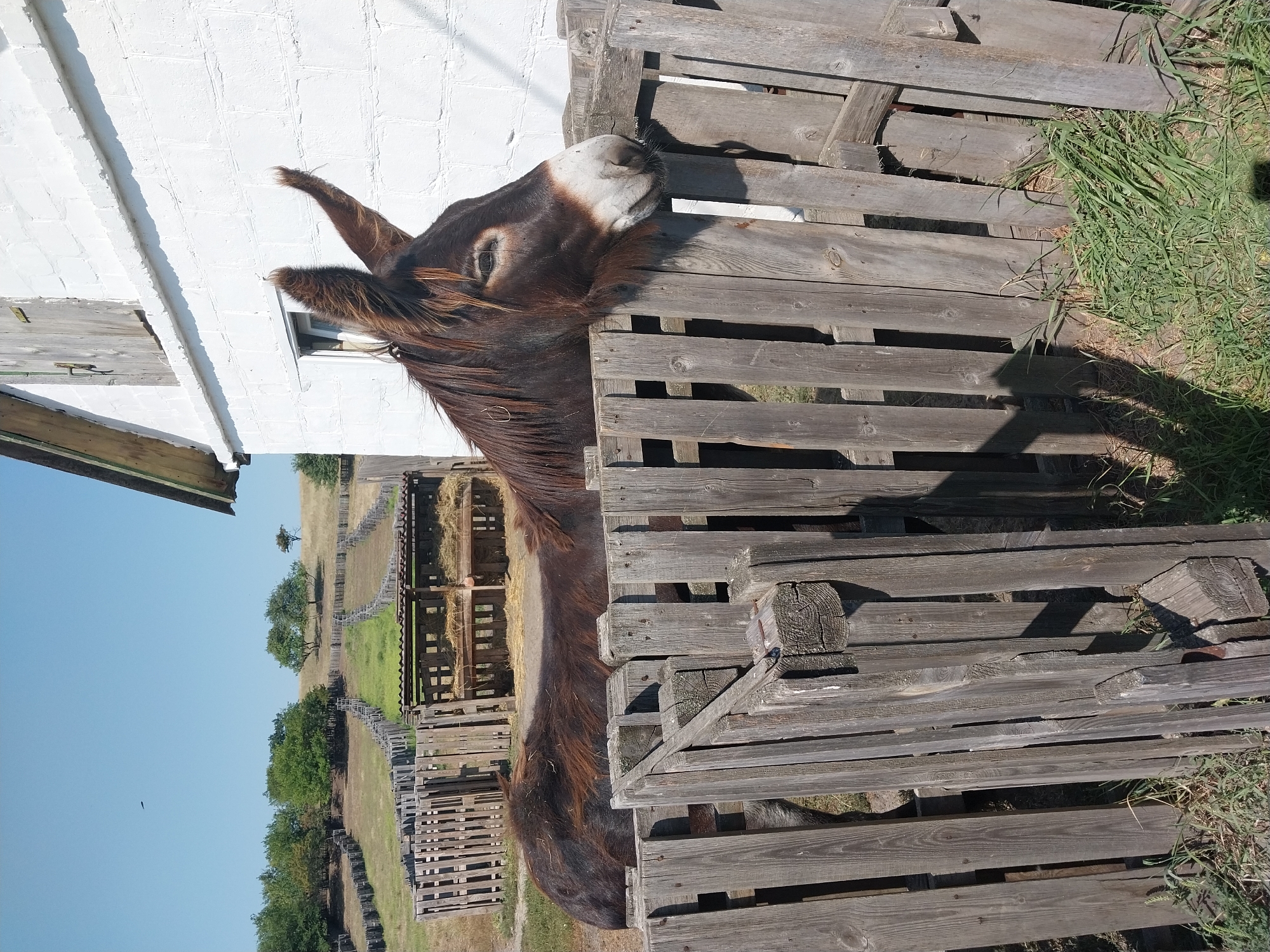 In the city of Turove, Ukraine, a brown donkey stands behind a weathered wooden fence. The donkey's head is extended over the fence, and its ears are pricked. A white building with a wooden door and a small window is visible in the background to the right. Beyond the building, a grassy field with trees and a clear blue sky can be seen. The scene appears to be set on a farm or rural property.