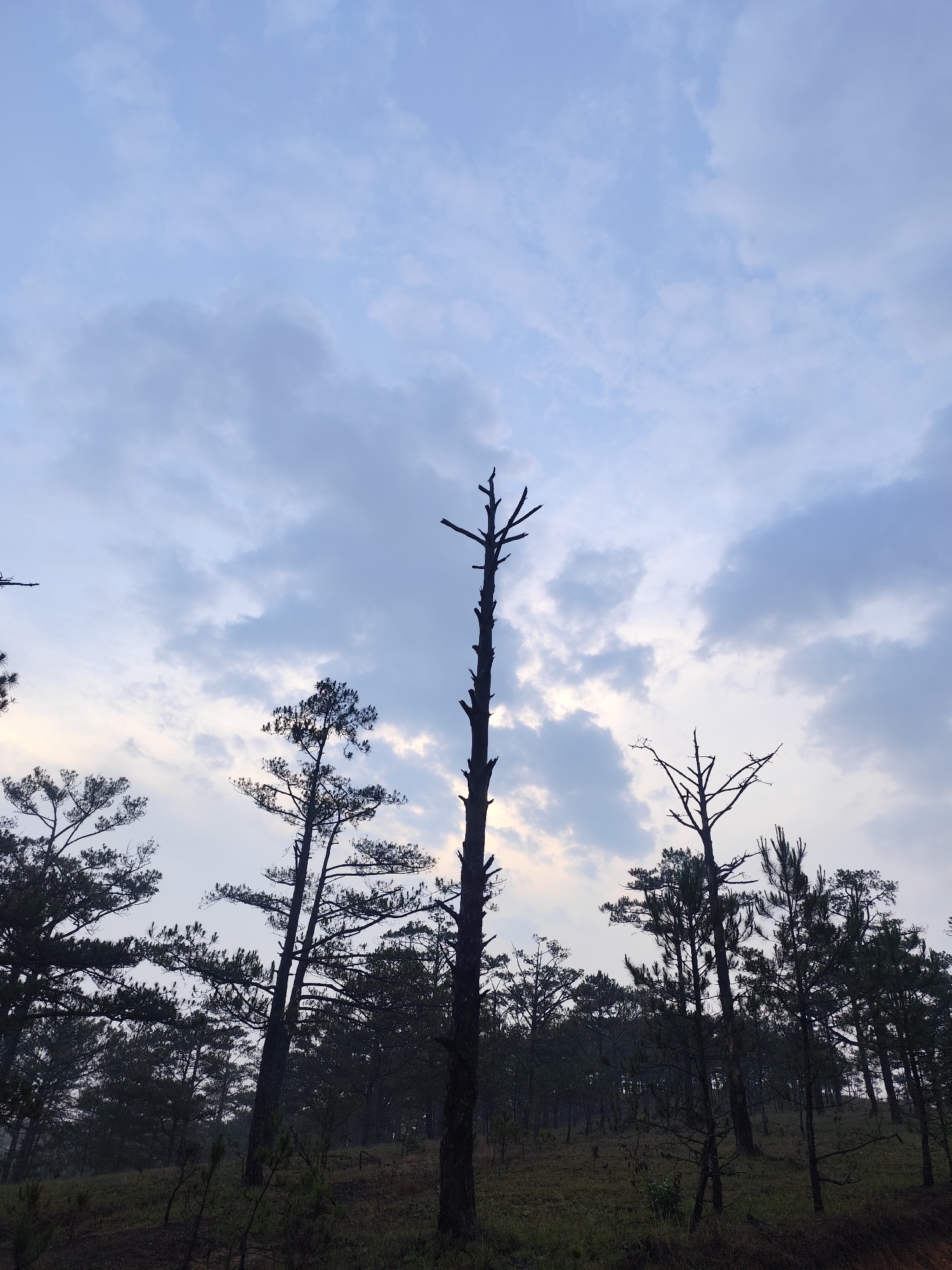 The image shows a forest landscape in Lam Vien - Da Lat, Vietnam. In the foreground, there is a hillside with sparse vegetation. The midground contains a dense forest of pine trees, some of which appear bare. In the background, the sky is filled with clouds. The lighting suggests it may be either dawn or dusk. The image depicts a peaceful outdoor scene.