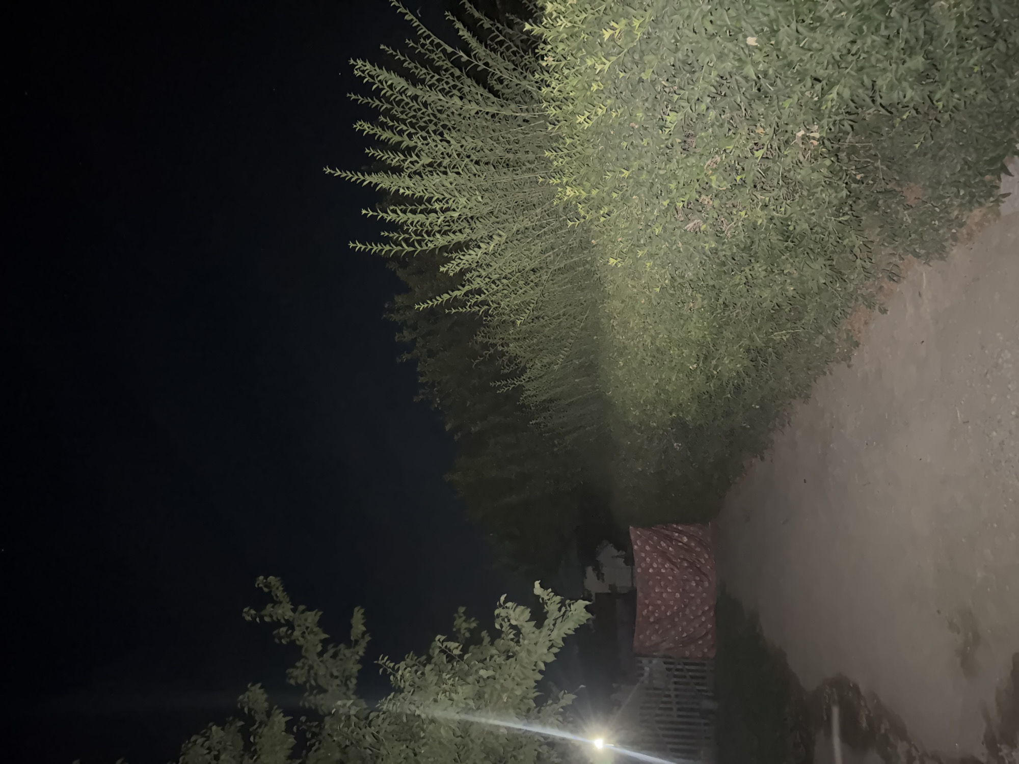 The image depicts a dimly lit outdoor scene at night, likely in the city of Şardara, Kazakhstan. A dirt path runs from the foreground towards the background, bordered on the right by a dense, tall green hedge. On the left side of the path, a wooden fence is visible, and further back, a tree with green foliage is illuminated by a light source. A patterned cloth, red with white dots, is hung across part of the fence. The sky above is dark and appears clear, with faint stars visible. The overall impression is one of a quiet, possibly residential, outdoor area at night.