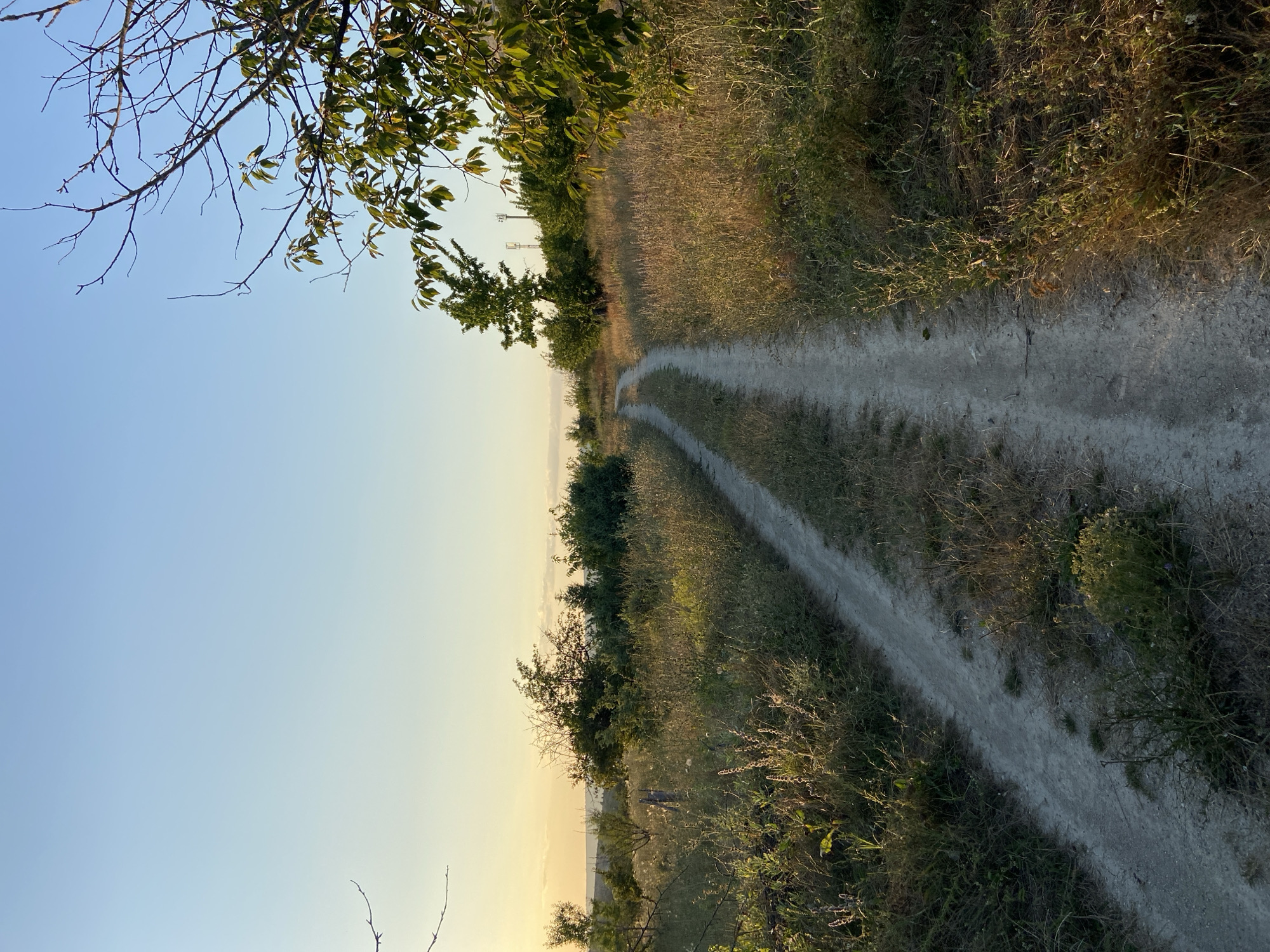 A dirt road curves through dry, tall grass and scattered trees under a clear, pale blue sky. The sun is low in the sky, casting long shadows and illuminating the scene with a warm, golden light. There are no people or animals visible in the image. The landscape appears rural and undeveloped, likely in a countryside setting.