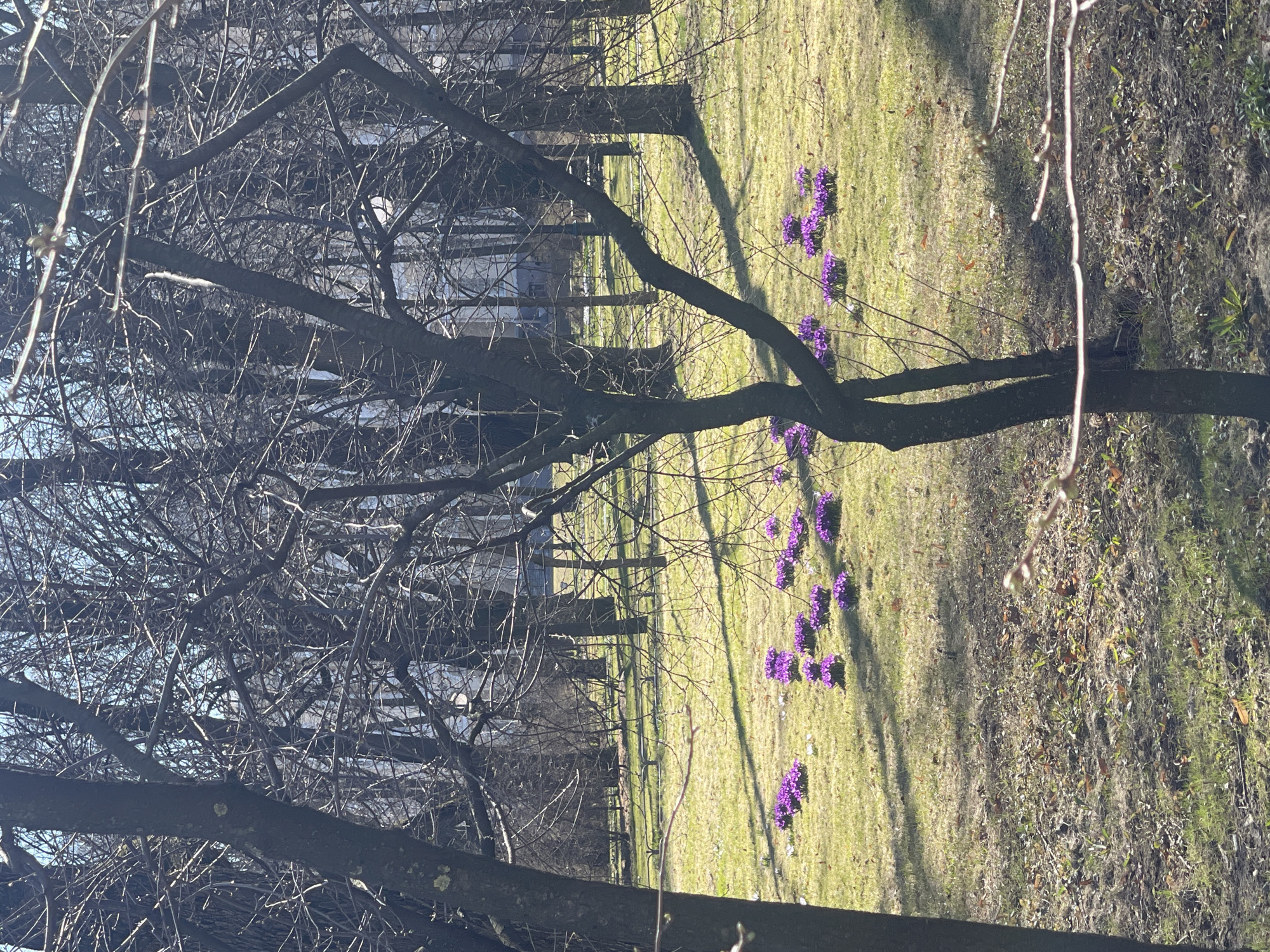The image depicts a park scene in what is likely Saint Petersburg, Russia. A bare-branched tree dominates the foreground, partially obscuring a view of a lawn. Clusters of small purple flowers (possibly crocuses) are scattered across the green grass. In the background, the outlines of buildings can be discerned through the trees. A patch of dry vegetation, with fallen leaves, is visible to the right. The picture was most likely taken in early spring.