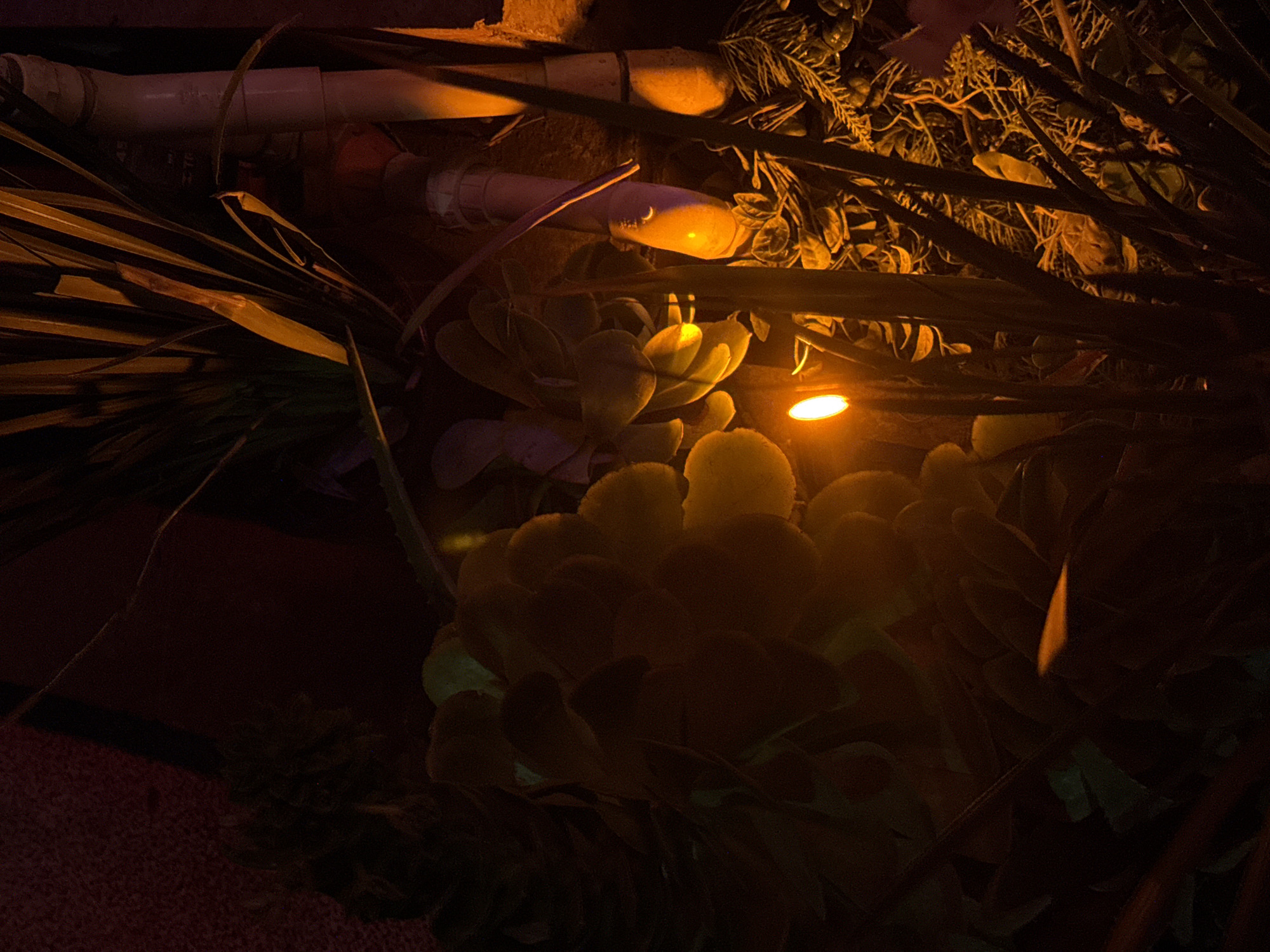 The image shows a low-angle view of plant life, likely in a garden or urban setting in Puebla, Mexico. Artificial lighting is present, illuminating the plants with a warm, orange glow. The plants appear to be a mix of succulent-type plants and longer, grassy foliage. In the upper portion of the image, there is a white PVC pipe, which suggests a possible irrigation system or plumbing component.
