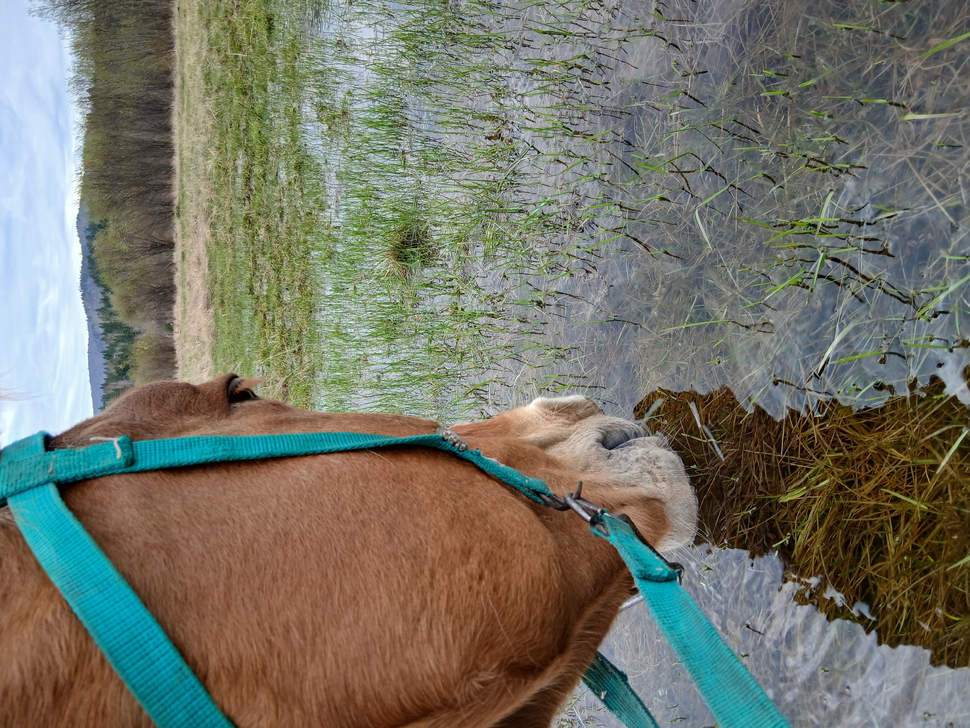 A tan dog with a light tan muzzle is drinking from a body of water. The dog is wearing a blue harness and leash. The water is shallow and grass is growing in it. The background is a field with trees and mountains in the distance. The sky is cloudy. The image appears to be taken outdoors. There is no indication of a city or people present.