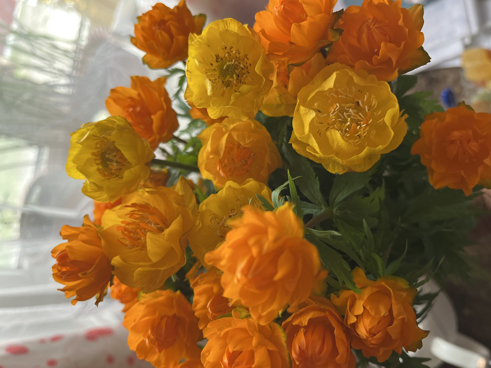 A bouquet of Trollius chinensis flowers, a mix of vibrant orange and yellow blooms, is presented in a vase. The flowers are in full bloom, with layered petals and prominent stamens. Lush green foliage surrounds the blossoms, suggesting a natural, garden-fresh arrangement. The background is softly blurred, hinting at a window with sheer curtains, allowing natural light to illuminate the scene. The setting appears to be indoors, possibly a home or a florist's shop, in Petropavlovsk-Kamchatsky, Russia. There are no people or animals visible in the image. The overall impression is one of natural beauty and delicate floral arrangement.