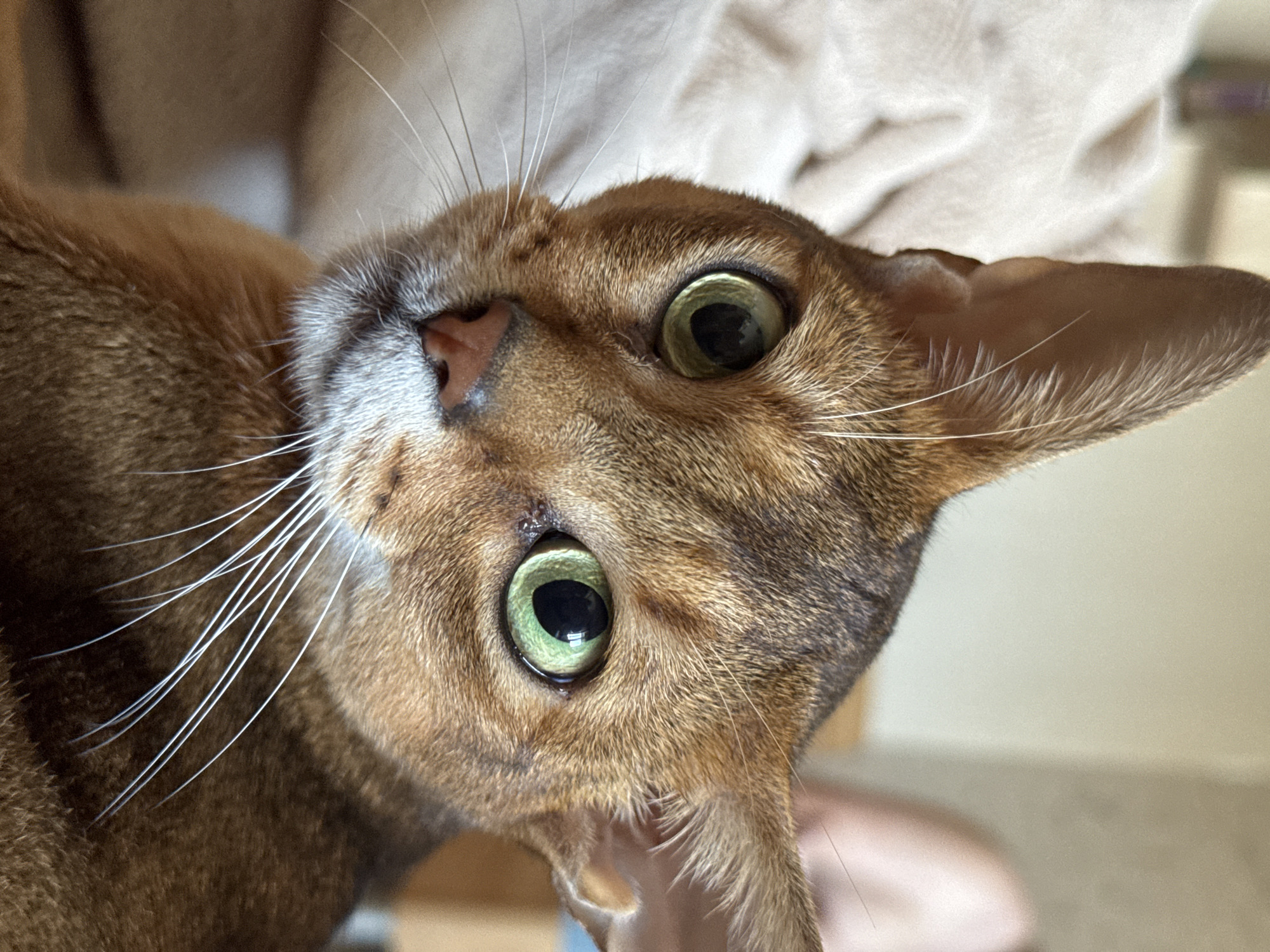 A close-up portrait of an Abyssinian cat with green eyes and copper fur is shown. The cat is looking directly at the camera, with its head tilted slightly to the left. Its ears are large and pointed, and its whiskers are long and white. The background is a soft, blurred beige blanket. There is no information in the image to indicate its location in Chaikovsky, Russia.