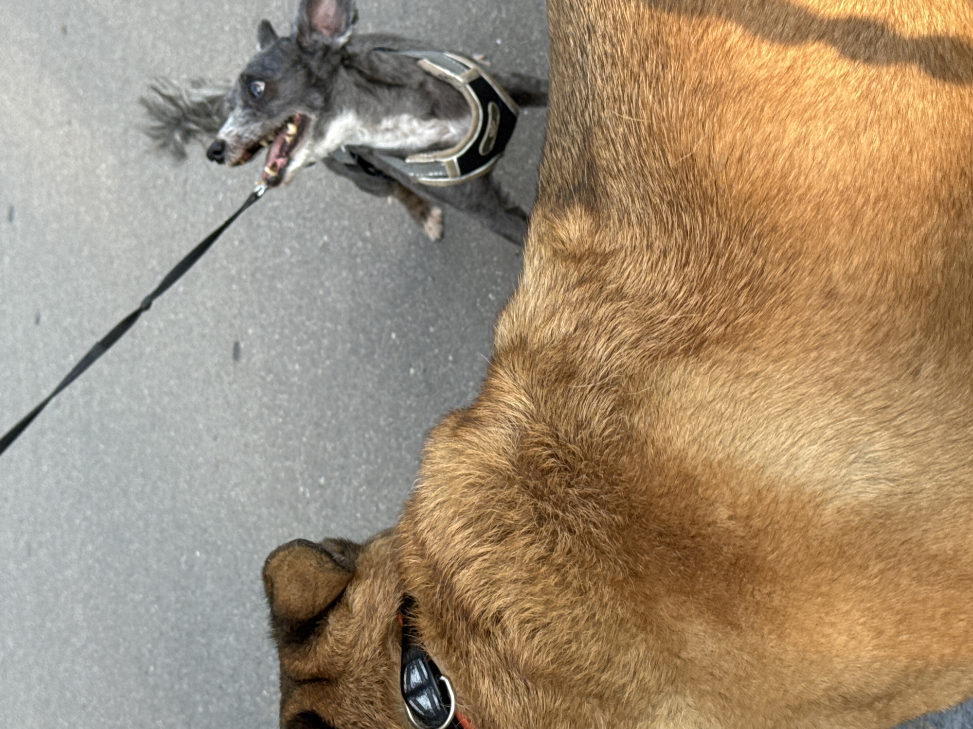 Two dogs are on a paved surface, likely a street or sidewalk, in Zelenograd, Russia. In the foreground, the back and hindquarters of a large, brown-furred dog are visible, facing away from the camera. This dog is wearing a black collar with a silver D-ring. In the background, a smaller, gray-furred dog is on a leash, looking up and to the right with its mouth open. The smaller dog is wearing a black and gold harness. The leash appears to be black. The ground is a typical grey asphalt surface. The lighting suggests it is daytime.