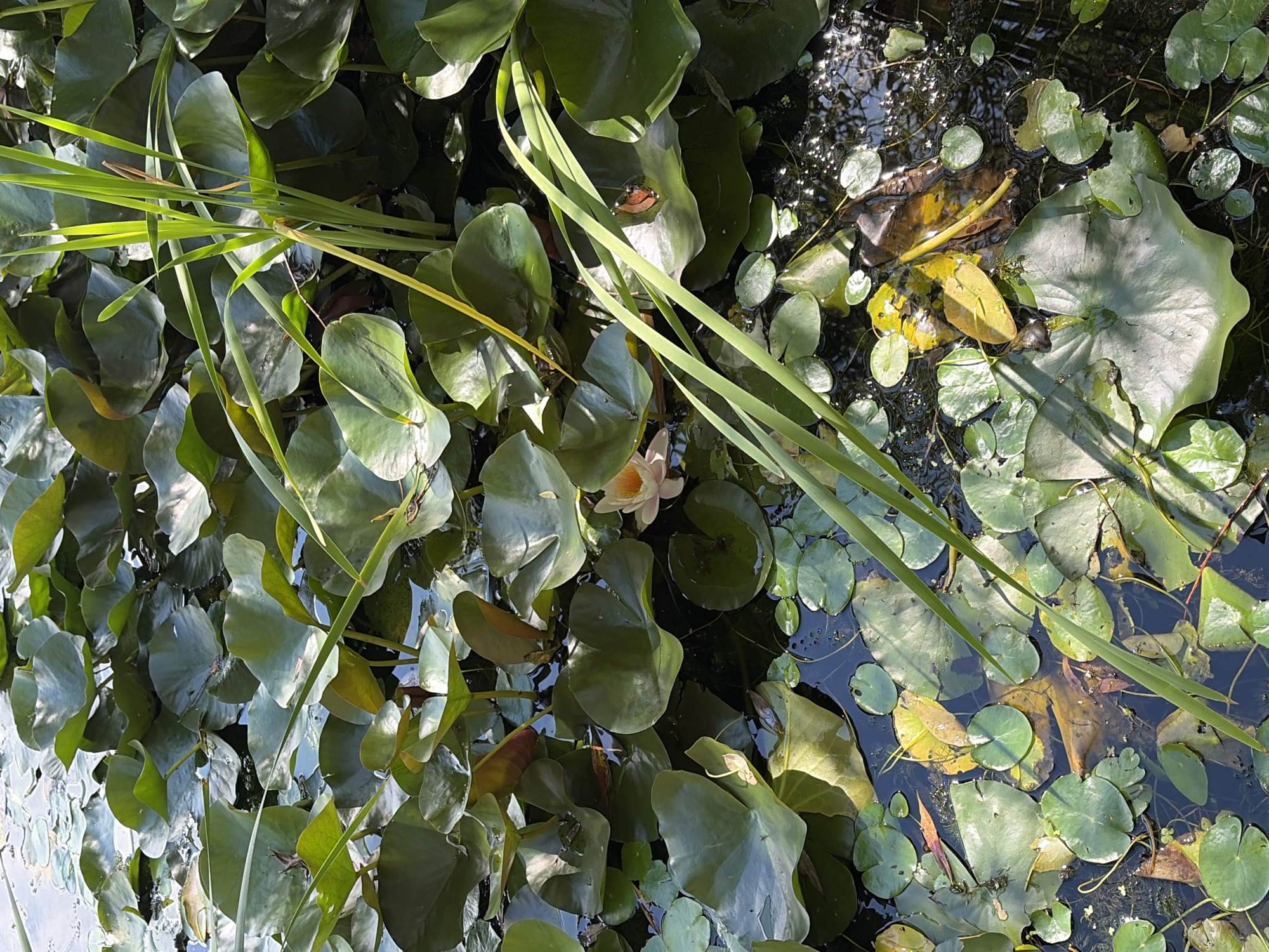 The image displays a dense collection of lily pads on the surface of a body of water. Several large, dark green lily pads dominate the foreground and middle ground, interspersed with smaller, lighter green pads and some floating leaves that appear to be decaying and yellowish. A single, pale pink water lily is visible in the middle right of the image, its petals slightly open. Tall, slender green reeds or grass stalks emerge from the water in the upper right and diagonally across the image, some of them casting shadows on the lily pads. The water itself is dark and reflects the surrounding foliage and sky, with some areas showing shimmering sunlight. There are no people visible in the image. The scene suggests a natural aquatic environment. This photograph was taken in the city of Khimki, Russia.