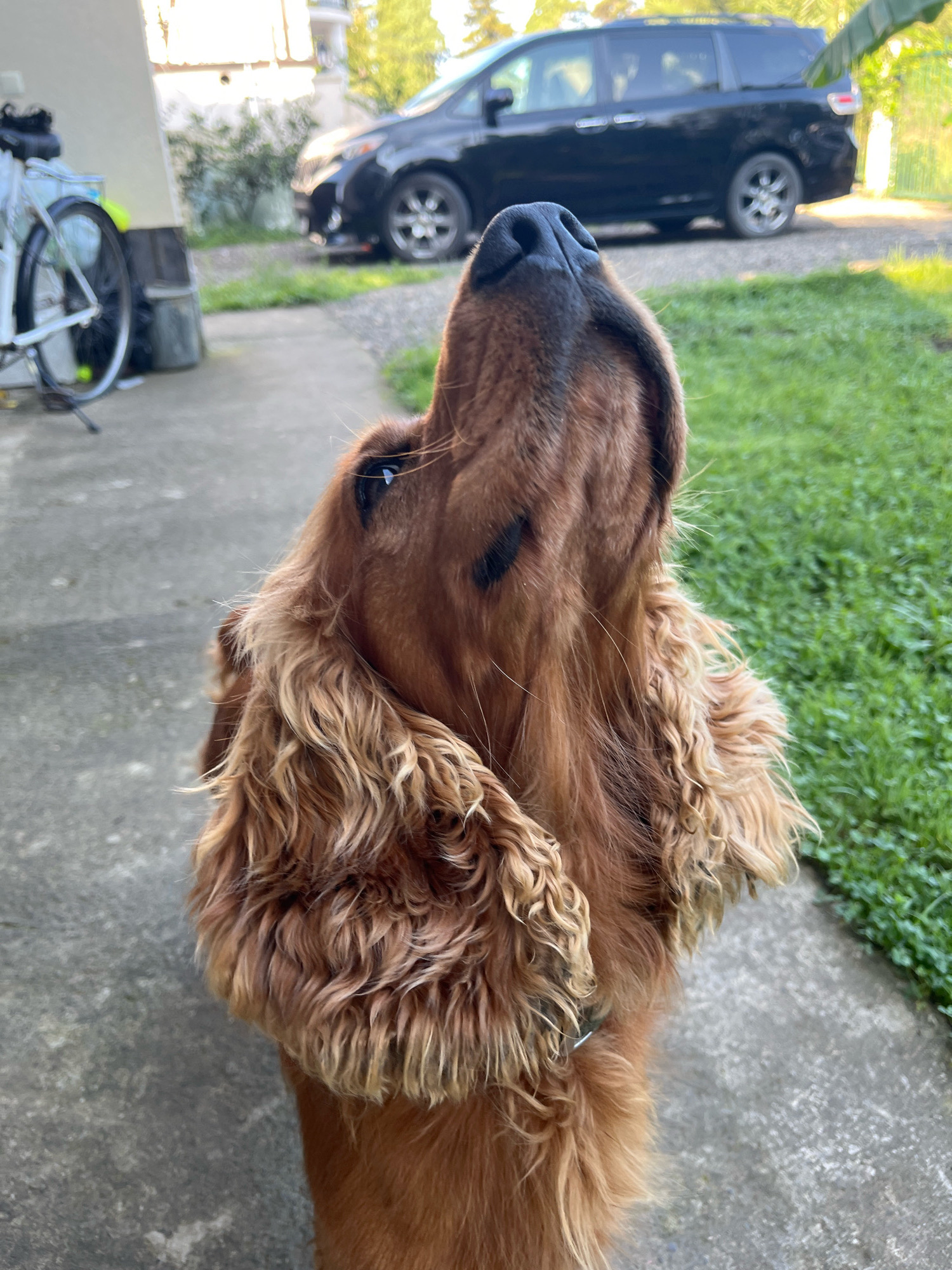 A medium-sized, long-haired, brown dog with floppy ears is shown in a close-up outdoor shot, with its head tilted upwards. In the background, a black minivan is parked on a gravel surface, with a bicycle leaning against a building to the left. The scene appears to be in a residential area with a concrete walkway and a patch of green grass. The image was taken in Ureki, Georgia.