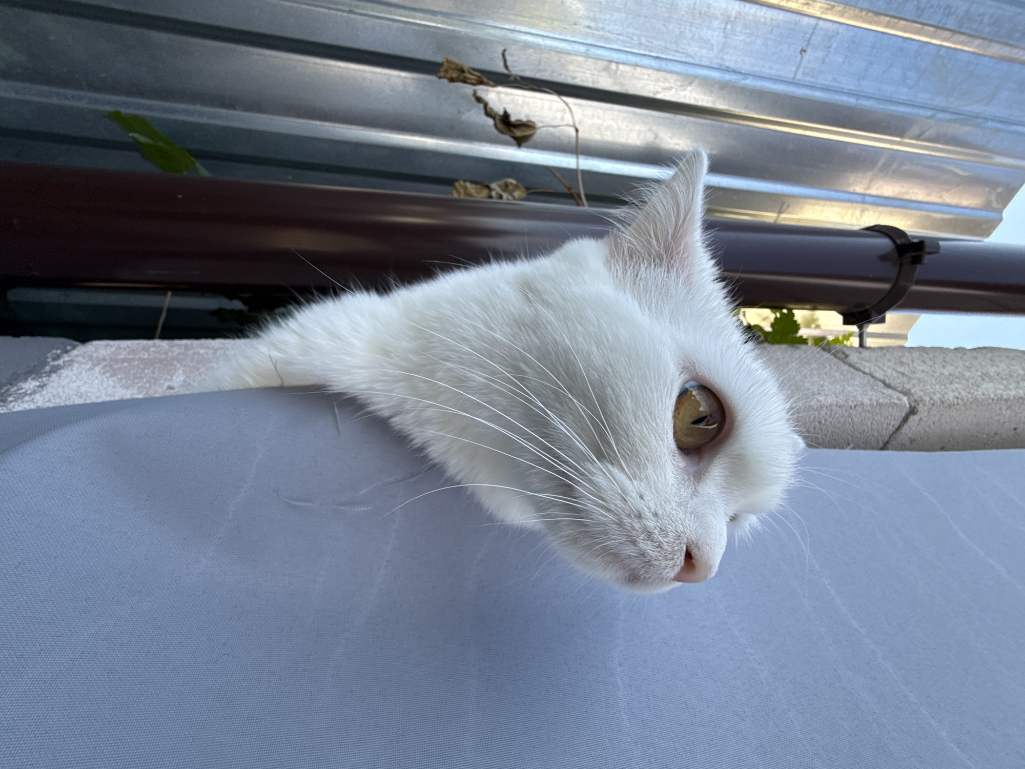 A close-up, low-angle shot shows the head of a white cat emerging from a hole in a blue tarp. The cat's amber eyes are looking upwards and to the right, with its pink nose and long white whiskers visible. To the left of the cat, a corrugated metal fence is partially visible, along with a dark brown downspout. The background includes a glimpse of the sky and some greenery. The scene is outdoors, with the lighting suggesting daylight.