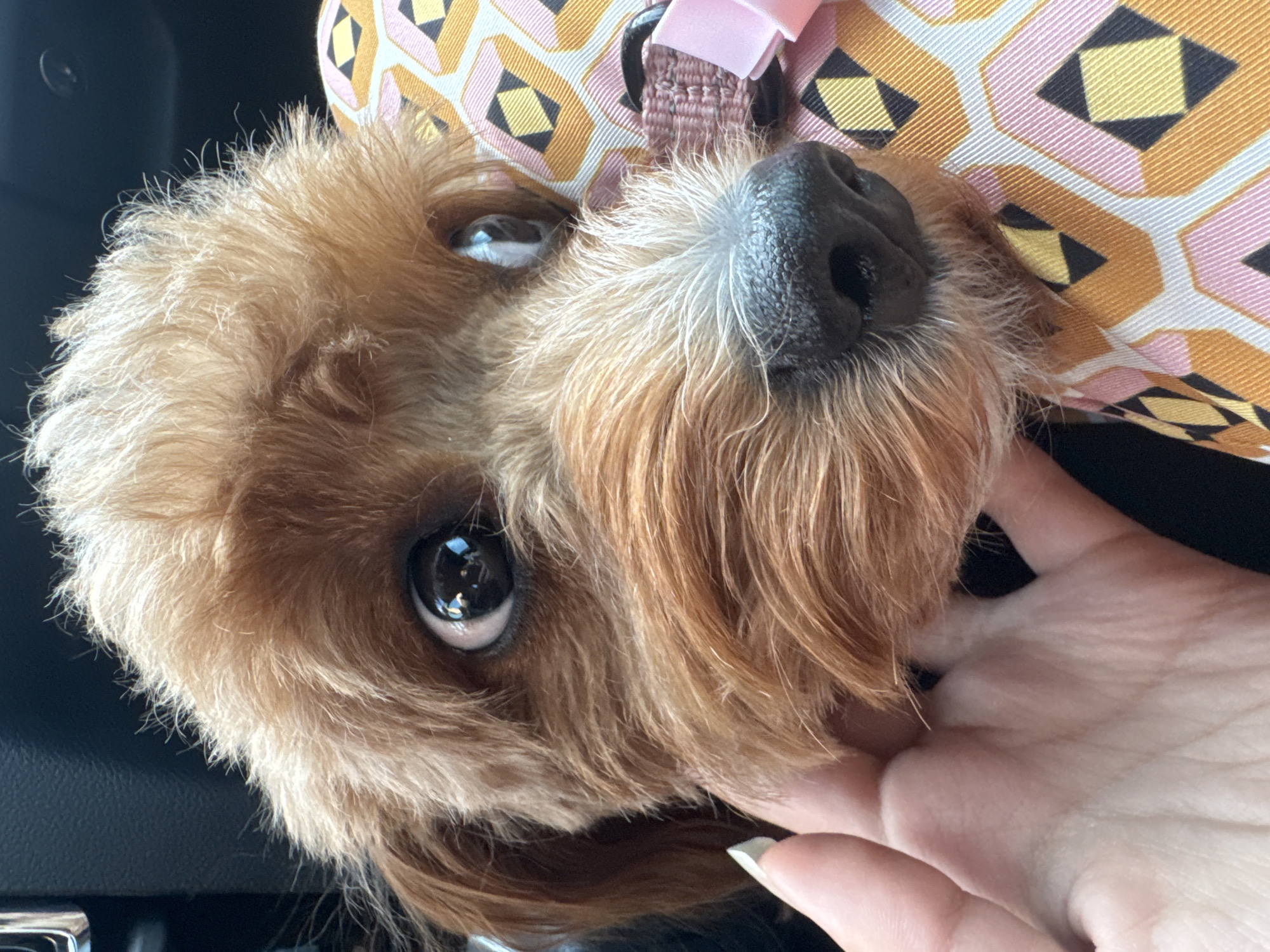 A close-up, eye-level, outdoor shot shows a tan-colored dog's face and a person's hand in Deerfield Beach, United States of America. The dog, whose head is tilted towards the viewer, has large, dark eyes that reflect the surrounding environment. Its fur is a mix of tan and white, with the white fur prominent around its nose and muzzle. A person's hand with a painted fingernail is gently touching the dog's face. The dog is wearing a pink collar with a braided detail, and a pink ribbon. The background is blurred, but appears to be the interior of a vehicle.