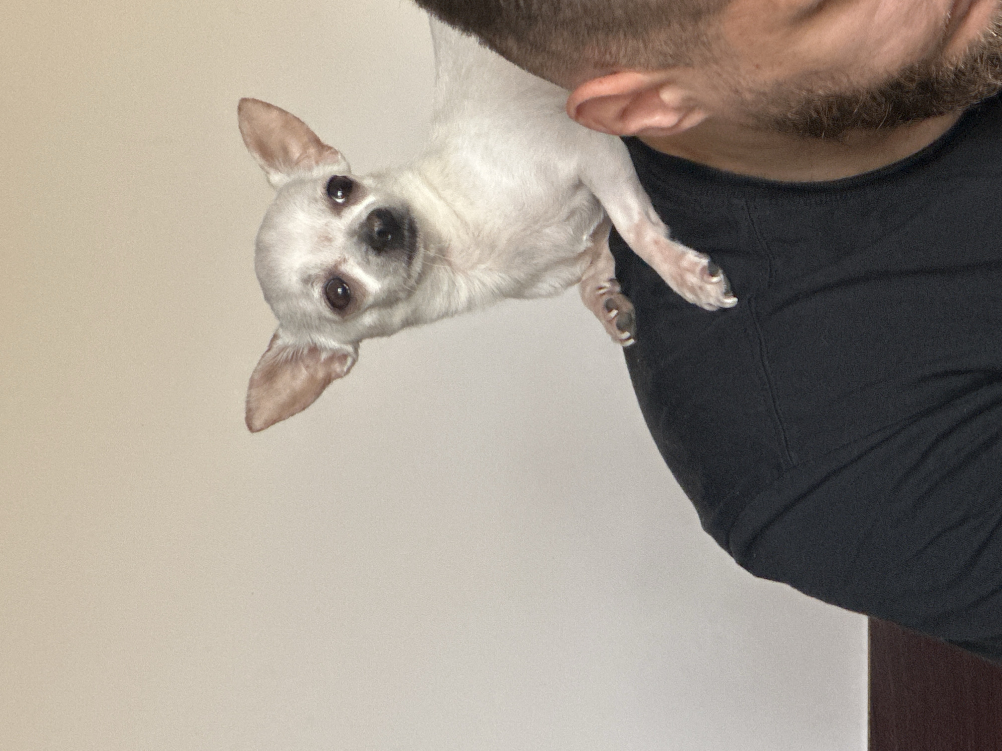 A light-skinned man with a beard and short hair is holding a small, white chihuahua close to his neck. The man is wearing a black shirt. The dog is looking at the camera. The background is a light, neutral color. The scene appears to be indoors. The location in the city of Skala, Bulgaria cannot be determined from the image.
