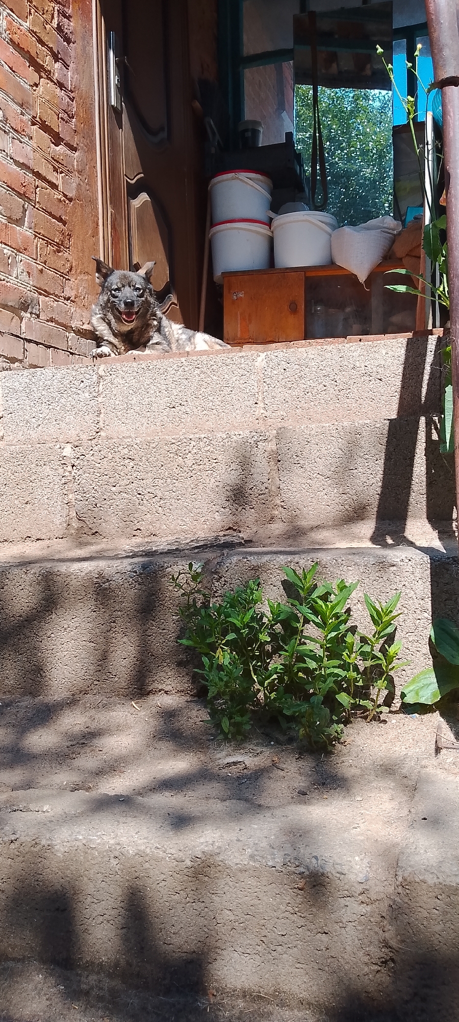 An outdoor scene captures a dog lying on a concrete stoop in front of a wooden door and a brick wall. The dog, a medium-sized canine with grey and black fur, is resting with its mouth open and tongue visible, appearing to pant or smile. Behind the dog, several white buckets with red rims are stacked on a wooden surface, along with a white bag and other items. To the right, a metal pole is visible, and a window reflects trees and the sky. The concrete steps leading down from the stoop are visible, with a patch of green plants growing from a crack in the concrete. The lighting suggests a sunny day, casting shadows across the scene. The image is taken from a low angle, looking up towards the stoop and entrance. The location is identified as Belgorod, Russia.