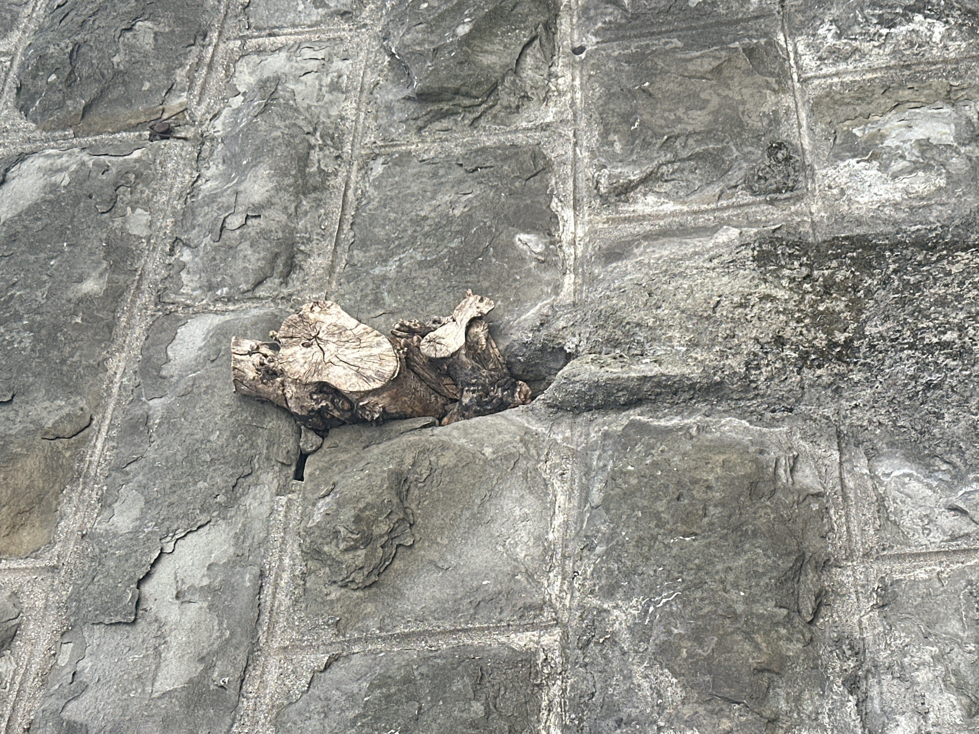 A weathered piece of deadwood is embedded in a rough, grey stone wall, presumably in Trieste, Italy. The wood, which has been partially worn away by time and the elements, exhibits visible growth rings. The stone wall is constructed from large, irregularly shaped blocks, with visible mortar lines between them. The texture of the stone is rough and aged, suggesting an outdoor, potentially historical, location. No people or animals are present in the image.