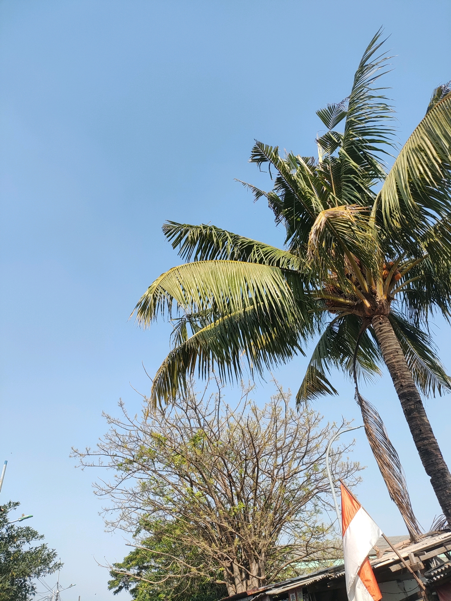 In East Jakarta, Indonesia, under a clear blue sky, a tall coconut palm tree dominates the right side of the frame, its fronds reaching upwards. To the left and slightly below the palm tree, a deciduous tree with bare branches and sparse green foliage is visible. In the lower right quadrant, a flag with red and white horizontal stripes is attached to a structure that appears to be a roof or awning, partially obscured by the palm tree. The foreground shows glimpses of more trees and structures, suggesting an outdoor, possibly semi-urban or residential setting. The perspective is from below, looking up at the sky and the trees.