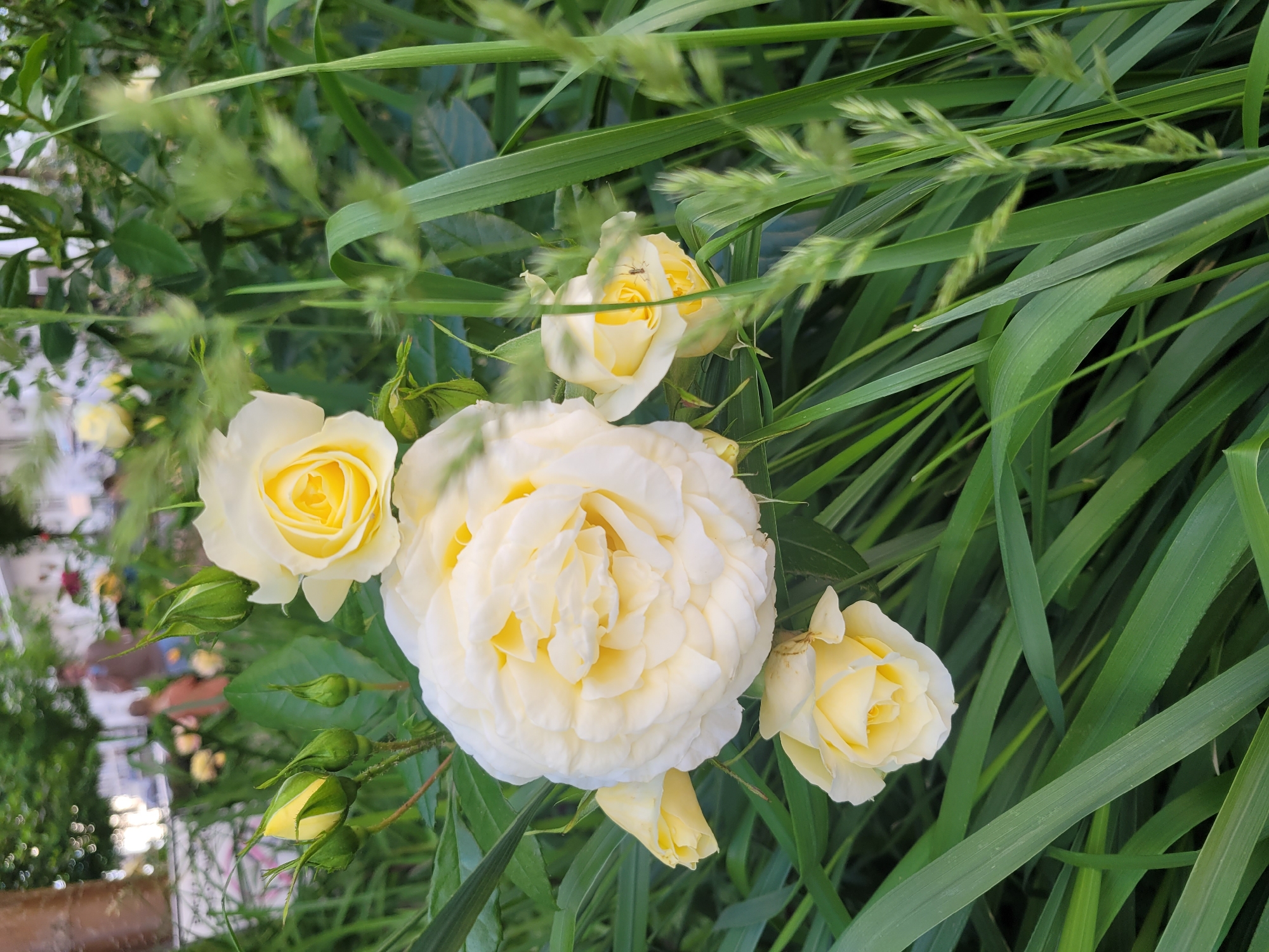 A close-up shot captures a cluster of creamy yellow roses in bloom amidst lush green foliage. The largest rose, in the foreground, is fully open with delicate, layered petals. Several smaller, partially opened roses and rosebuds are arranged around it, some with hints of deeper yellow at their centers. The background is softly blurred, showing more greenery and the indistinct shapes of trees, buildings, and two figures, one adult and one child, suggesting an outdoor setting like a garden or park. The overall impression is one of natural beauty and tranquility.