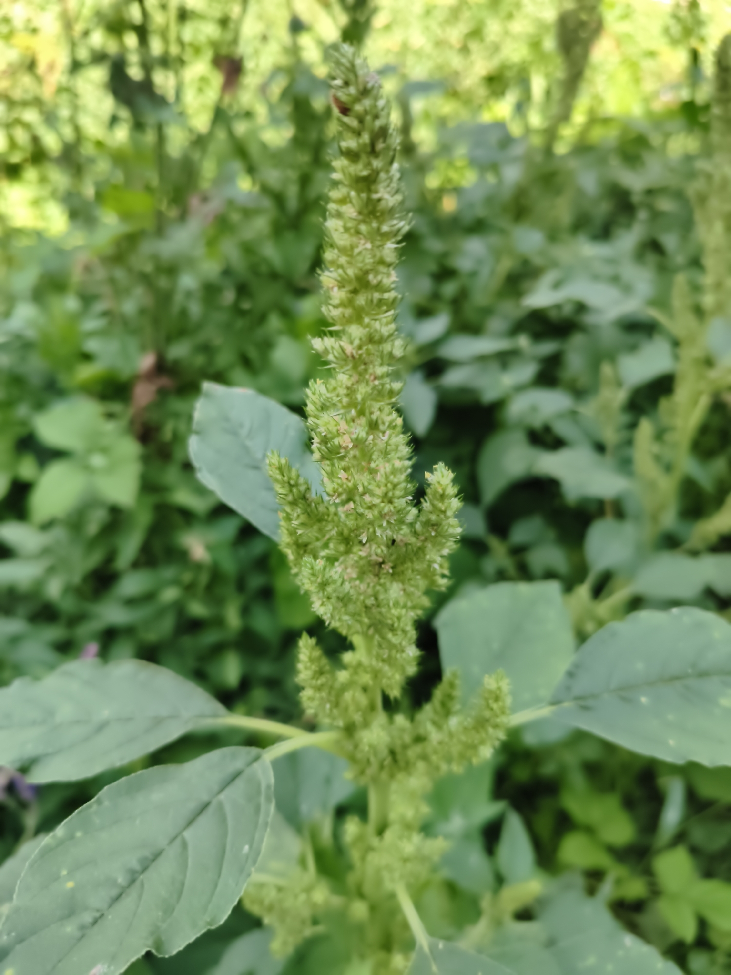 A close-up, vertical shot captures a green, flowering amaranth plant in focus against a blurred background of foliage. The plant's stalk is topped with a dense, spike-like cluster of small, light green buds, some of which are beginning to open, revealing tiny, stamen-like structures. Large, ovate leaves in a muted green color emerge from the stalk, with visible veins. The background consists of various green leaves and plants, creating a natural, outdoor setting. The lighting suggests it is daytime, with soft illumination. The scene is devoid of any human presence or man-made objects.