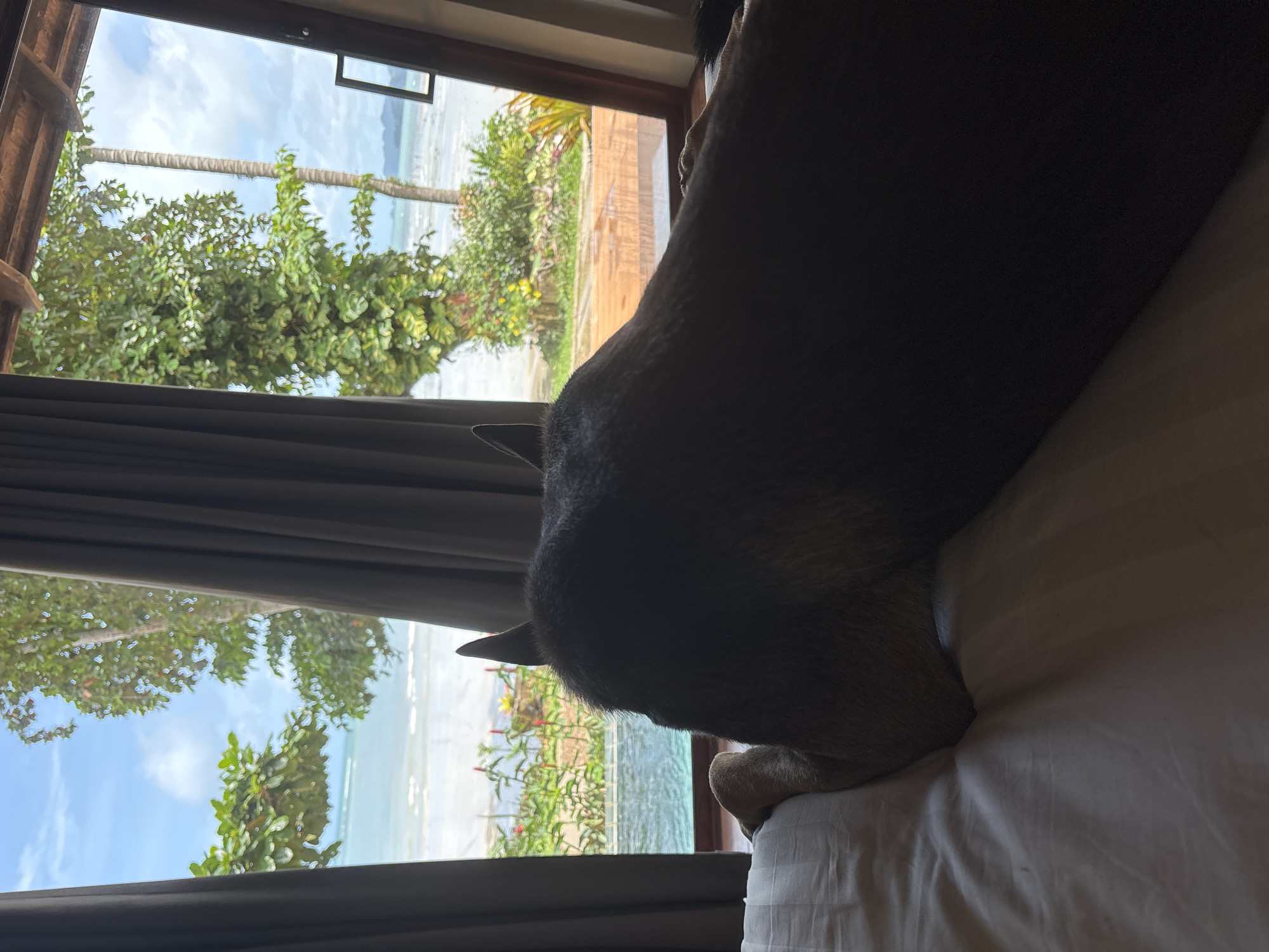 In Kai Bae Beach, Thailand, a dark-colored dog lies on a white, striped bed, facing away from the camera. The dog's ears are visible as it looks out a large window. Through the window, a tropical scene unfolds, featuring lush green trees, a swimming pool, a sandy beach, and the ocean under a cloudy sky. The view suggests a serene, resort-like setting. The room appears to have wooden accents on the ceiling and window frames.