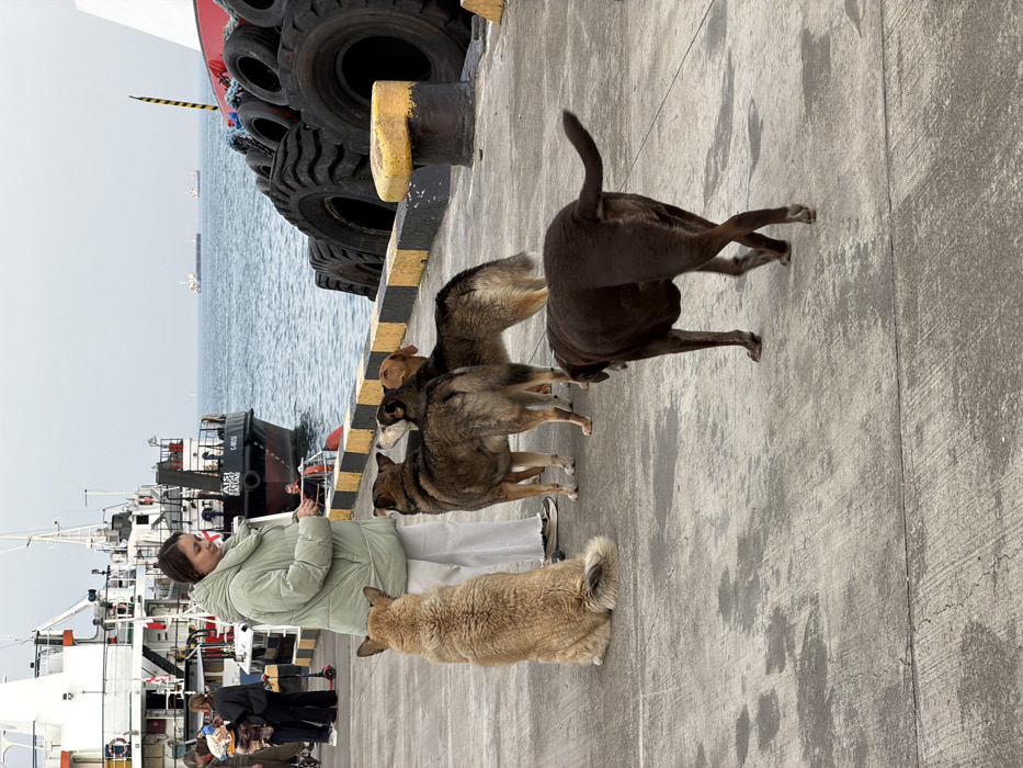 A daytime scene depicts a concrete pier at the port of Batumi, Georgia. In the foreground, a dark brown dog wearing a red collar walks away from the viewer toward the lower right. The pier surface exhibits various damp patches. In the midground, a female individual, dressed in a light green puffer jacket and white trousers, stands facing a group of dogs. One light-brown, shaggy-haired dog is seated with its back to the viewer, positioned directly in front of the woman. To the woman's right, three medium-sized, mixed-breed dogs, predominantly brown and grey-brown with one exhibiting a reddish head, stand looking up at her. In the background, along the pier edge, a black and yellow striped bollard with a yellow top is present, beside a stack of large black mooring tires. A red and white vessel is partially visible adjacent to the tires. The blue water of the port occupies the background, with a white and black tugboat or utility vessel, identified as "AIBI BATUMI C-00225" and displaying the Georgian flag, docked on the left. Indistinct human figures are visible on the pier near this vessel and on its deck. Several larger cargo vessels are discernible on the distant horizon under an overcast sky.