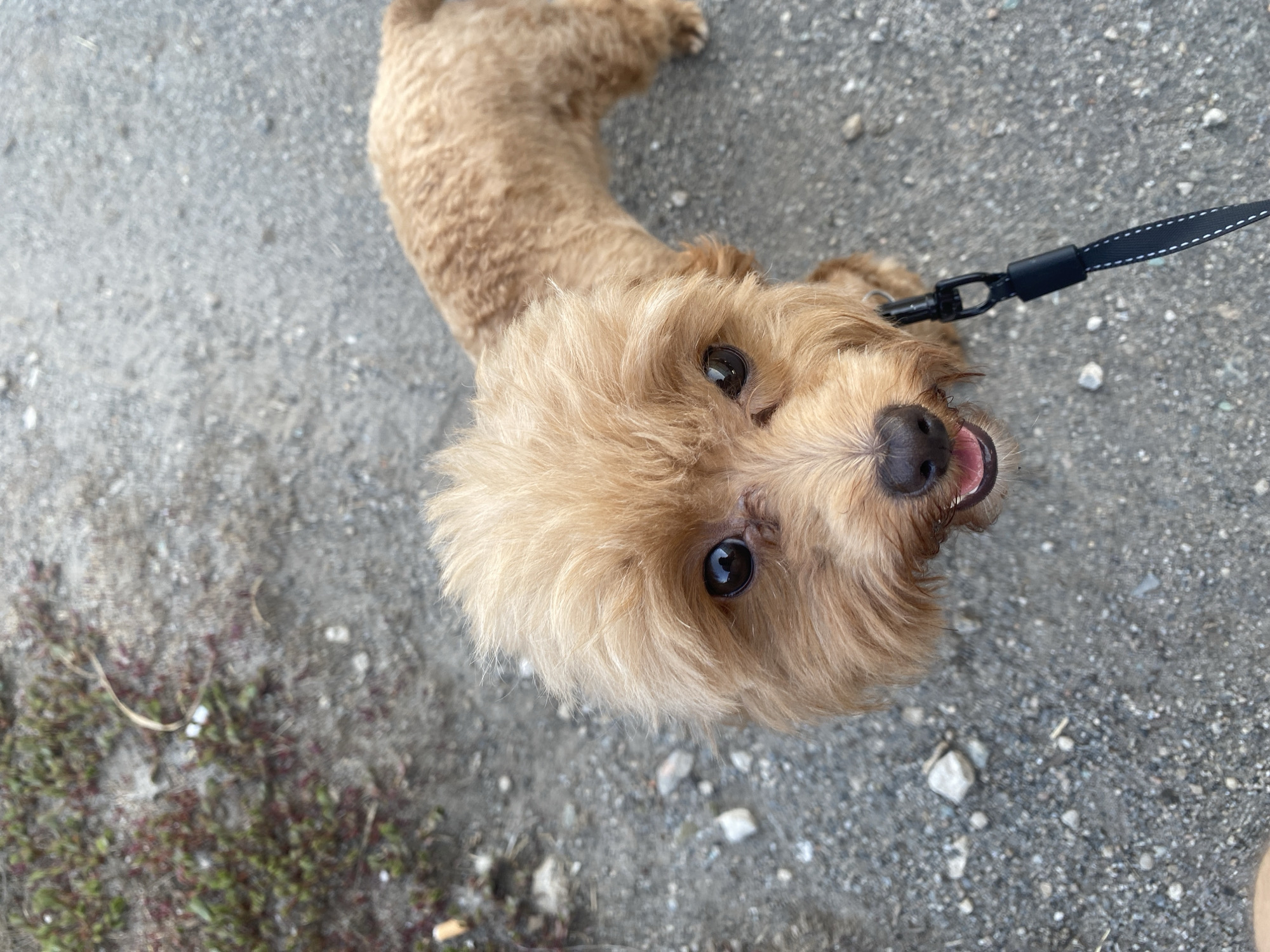 A medium close-up shot shows a tan-colored dog with its head tilted upwards towards the camera. The dog has dark, expressive eyes, a dark nose, and its mouth is slightly open with its tongue visible. Its fur is curly and appears to be groomed in a shaggy style around its face. The dog is wearing a black leash with white stitching. The background consists of a grey, pebbly surface, possibly a sidewalk or path, with some sparse, dry vegetation to the left. The lighting suggests it is daytime, with natural light illuminating the scene. There is no indication of the specific location within Mais'ke, Ukraine, or any other people present.