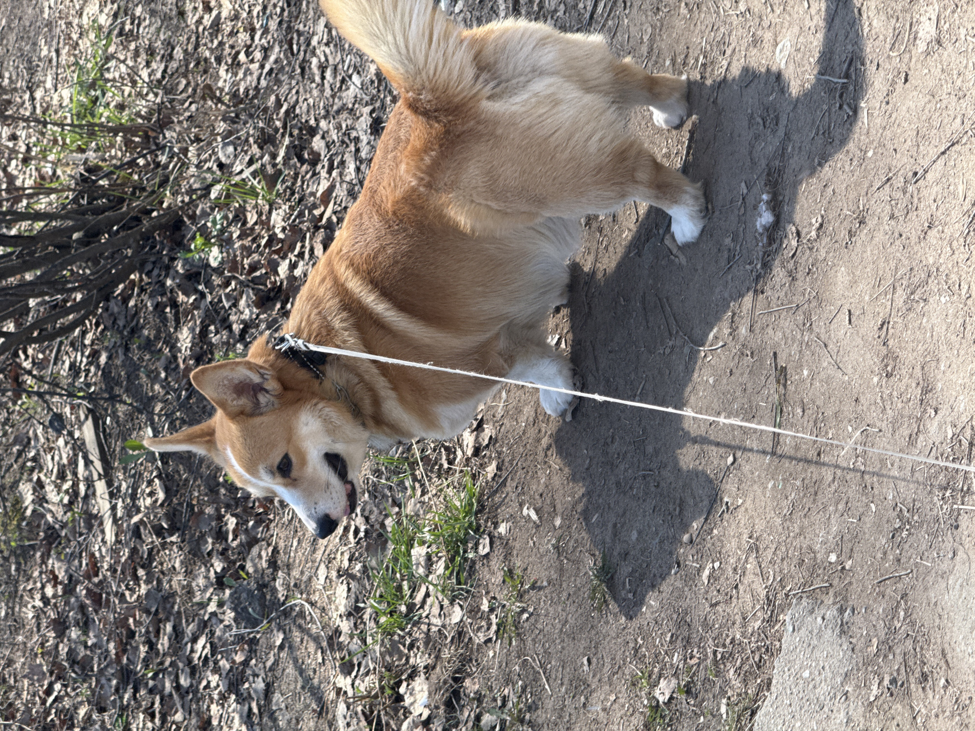 A tan and white Corgi dog stands on a dirt path in an outdoor setting. The dog is leashed, with the white leash extending diagonally across the path. The area surrounding the path is a mix of dirt, dead leaves, and sparse green vegetation. The scene appears to be a park or natural area within Votkinsk, Russia, though specific landmarks or identifying information are not visible to confirm the exact location.