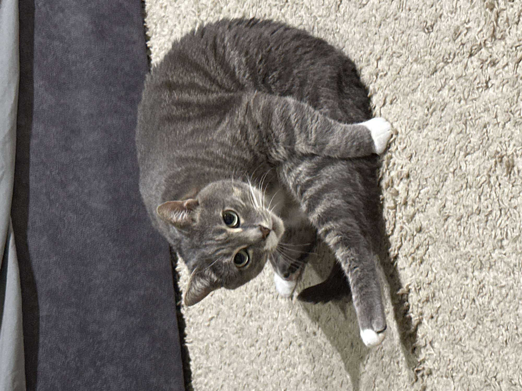 A gray tabby cat with prominent stripes and bright green eyes is the central subject of this image. The cat has white paws and a white muzzle, and long white whiskers. It is lying curled up on a light-colored, shaggy rug or carpet, looking directly up at the viewer. To the left of the cat, there is a dark gray textured fabric object, possibly a couch cushion or blanket, and further left, a lighter gray fabric, possibly a curtain or another piece of furniture. The lighting appears bright and natural, suggesting daytime. The cat's posture and direct gaze convey a sense of curiosity or alertness. There is no visible text in the image.