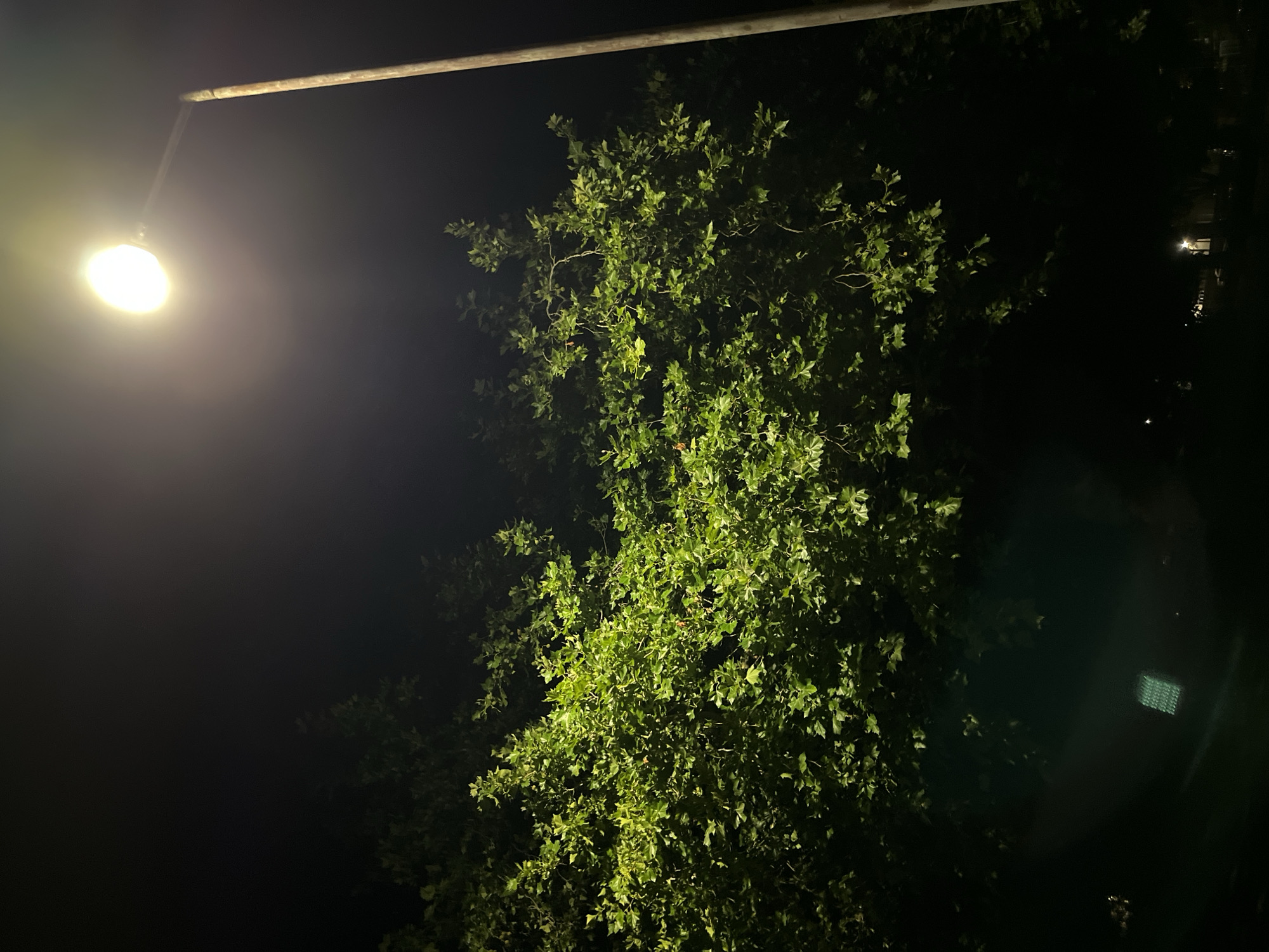 This is a nighttime, outdoor, low-angle, medium shot of a large, leafy tree illuminated by a bright streetlamp. The streetlamp is on the right side of the frame, extending upwards and out of view. Its light casts a warm glow on the upper branches and leaves of the tree. The tree occupies the left and center of the frame, with its dense foliage appearing vibrant green under the artificial light. The background is dark, indicating it is nighttime, with the sky mostly black. In the lower left corner, a faint, rectangular green light source is visible, possibly a distant sign or object. The overall scene is likely in a park or along a street in an urban area. There are no people or animals visible in the image.